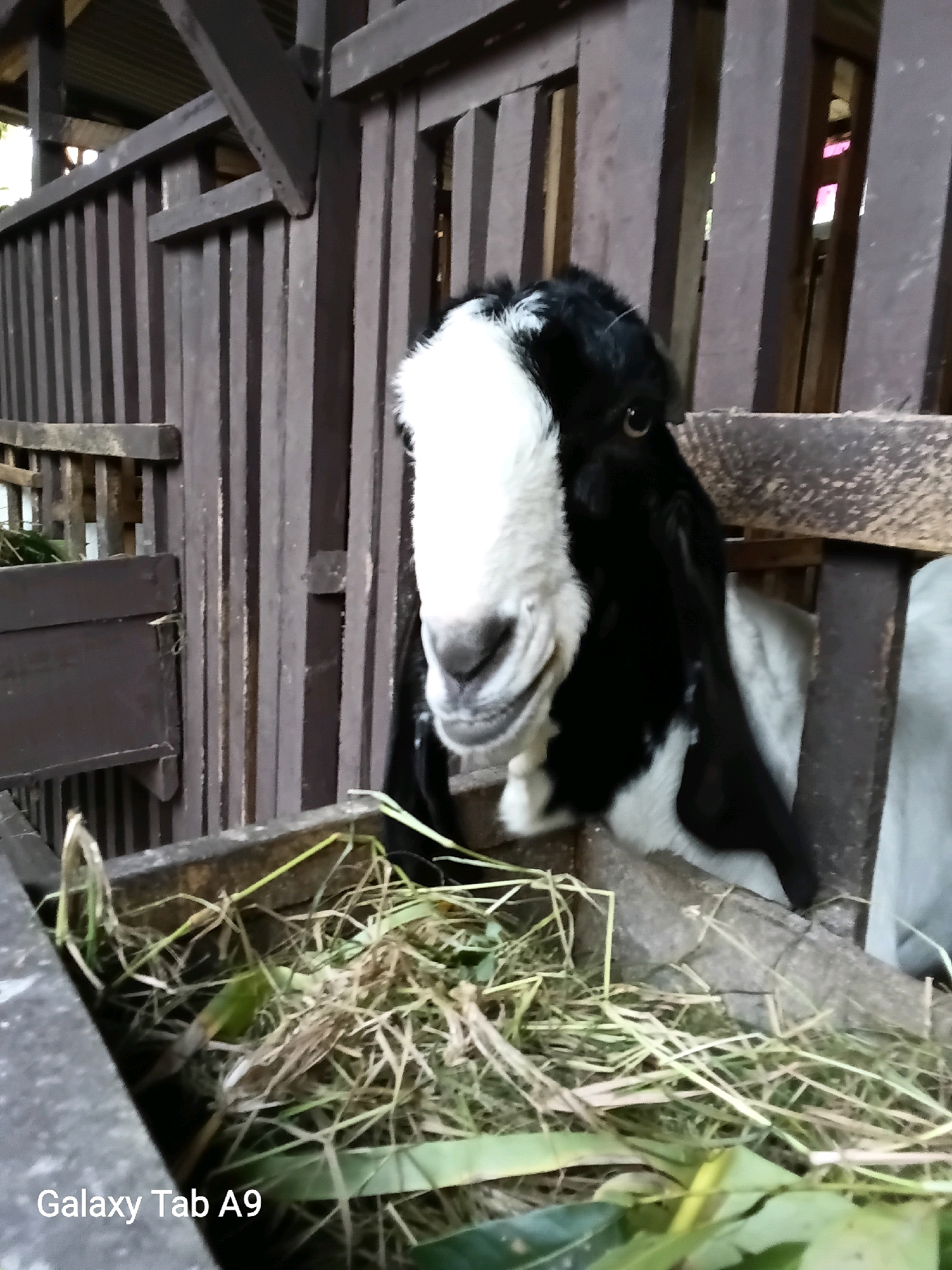A black and white goat with large ears is peering out from a wooden enclosure filled with hay and some green leaves. The goat's head is turned towards the camera, with its nose close to the opening of the enclosure. The enclosure appears to be made of dark wooden planks and has a rustic, farm-like aesthetic. There is a visible "Galaxy Tab A9" watermark in the bottom left corner of the image, suggesting the photo was taken with that device. The setting appears to be an outdoor or semi-outdoor space, possibly a farm or an animal sanctuary. The lighting is somewhat dim, indicating it might be overcast or late in the day. The overall scene depicts an animal in its natural habitat within a man-made structure. Without specific landmarks or context, it is impossible to pinpoint the exact location in Trenggalek, Indonesia.
