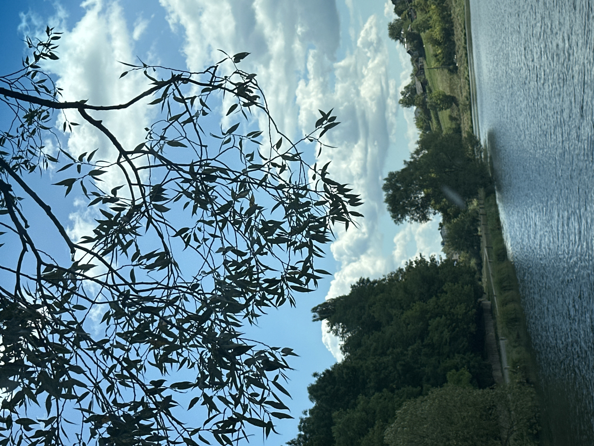 The image depicts a serene natural landscape by a body of water, presumably a lake or river, in or near the city of Makiv, Ukraine. In the foreground, a tranquil body of water reflects the blue sky and scattered white clouds. The water's surface is rippled, suggesting a gentle breeze. Along the water's edge, a path or embankment is visible, bordered by lush green grass and trees. The left side of the image is dominated by a dense forest of tall, dark green trees. On the right side, the landscape transitions to rolling hills dotted with houses and trees, indicative of a rural or semi-rural settlement. The sky above is a bright blue, with dramatic cumulus clouds casting shadows. Overhanging branches of a tree with dark, elongated leaves frame the upper portion of the image, silhouetted against the sky. There are no people or animals visible in the scene.