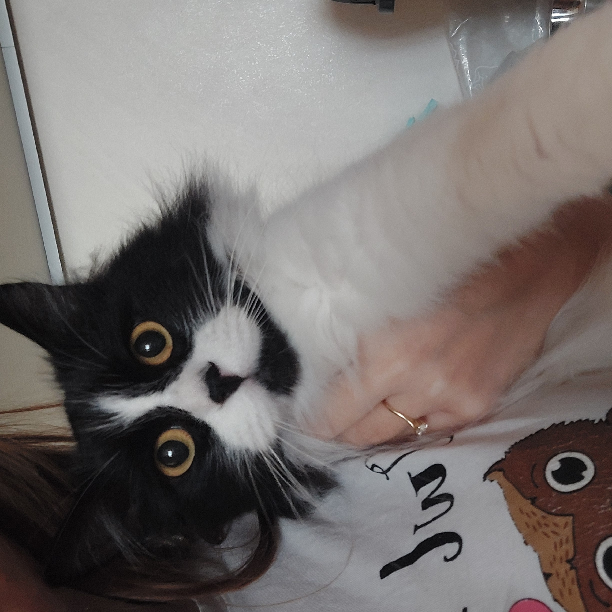 A medium shot captures a black and white cat with striking amber eyes, looking directly at the camera. The cat is positioned on a person's chest, who is wearing a white t-shirt featuring a cartoon owl graphic. The person's hand, adorned with a gold ring, is also visible. The background is indistinct, with a hint of what appears to be a wall. There is insufficient data to establish a location in Plovdiv, Bulgaria.