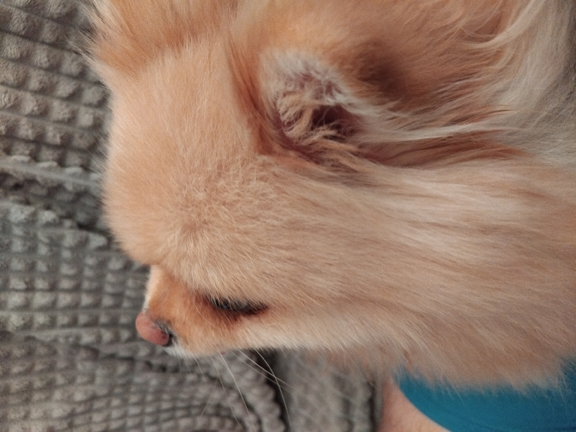 A close-up, side profile shot shows the head of a light brown Pomeranian dog. The dog's fur is fluffy and light brown, with some white markings around its eye and nose. Its eye is open and dark, and its nose is a soft pink color. The dog is resting on a gray, textured surface, possibly a blanket or couch. A small portion of a blue garment is visible on the lower left of the image. The image was taken in Apriltsi, Bulgaria.