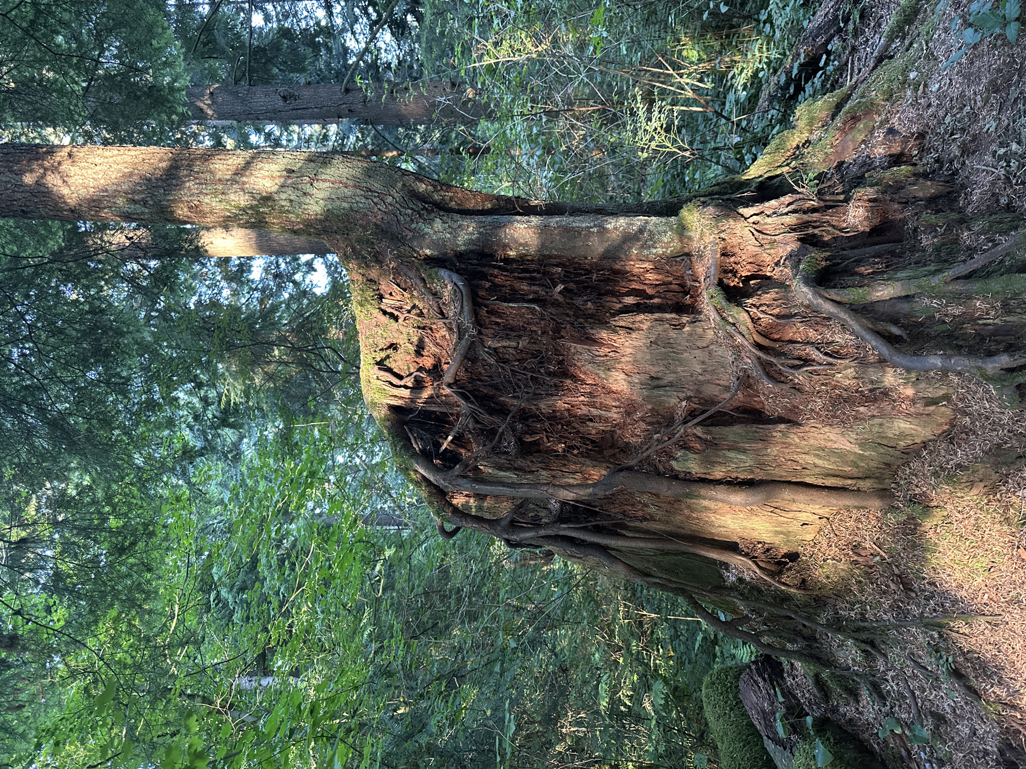 A tree stump with exposed roots is located in a forested area. The tree stump is large and irregular in shape, with many gnarled roots extending outwards. The tree is surrounded by lush green foliage, indicating a natural, undeveloped environment. Sunlight filters through the trees, casting shadows on the stump and the forest floor. The scene suggests a serene and untouched natural setting, typical of parklands or wilderness areas.
The provided image is a close-up shot of a tree stump in a forest. While the image depicts a natural environment, it does not contain specific landmarks or identifiable features that would allow for pinpointing a precise location within the city of Coquitlam, Canada. The scene is consistent with many forested areas found throughout Coquitlam's numerous parks and natural spaces, such as Colony Farm Regional Park, Minnekhada Regional Park, or Burke Mountain. However, without further contextual information or identifying markers within the image, a definitive location cannot be determined.