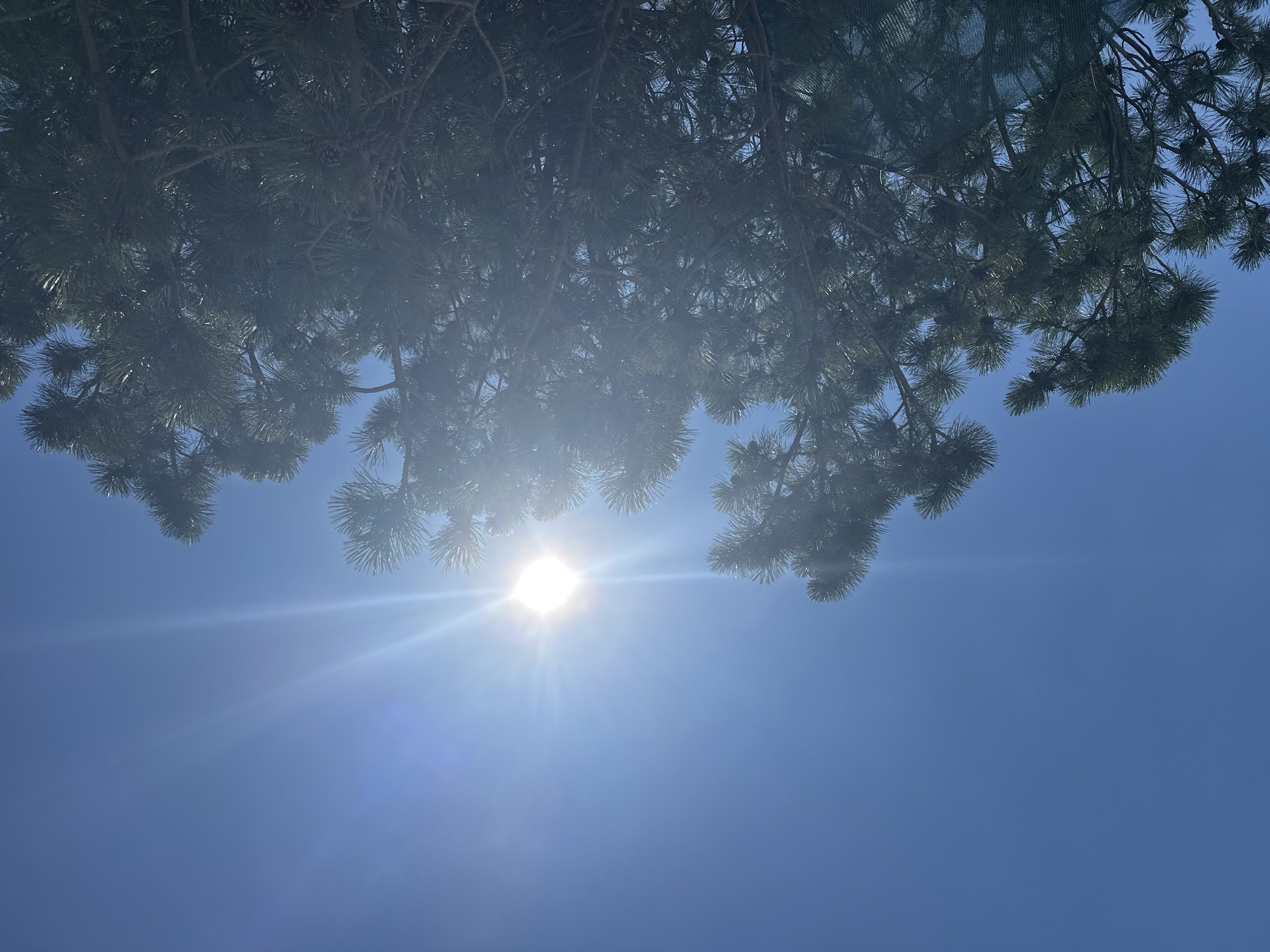 The image shows a close-up of a pine tree against a clear blue sky. The sun is bright and appears to be high in the sky, casting strong rays and creating a lens flare. Some pine cones are visible amongst the needles. The perspective is looking upwards from the ground. The scene does not contain any indications of the city of Anapa, Russia.