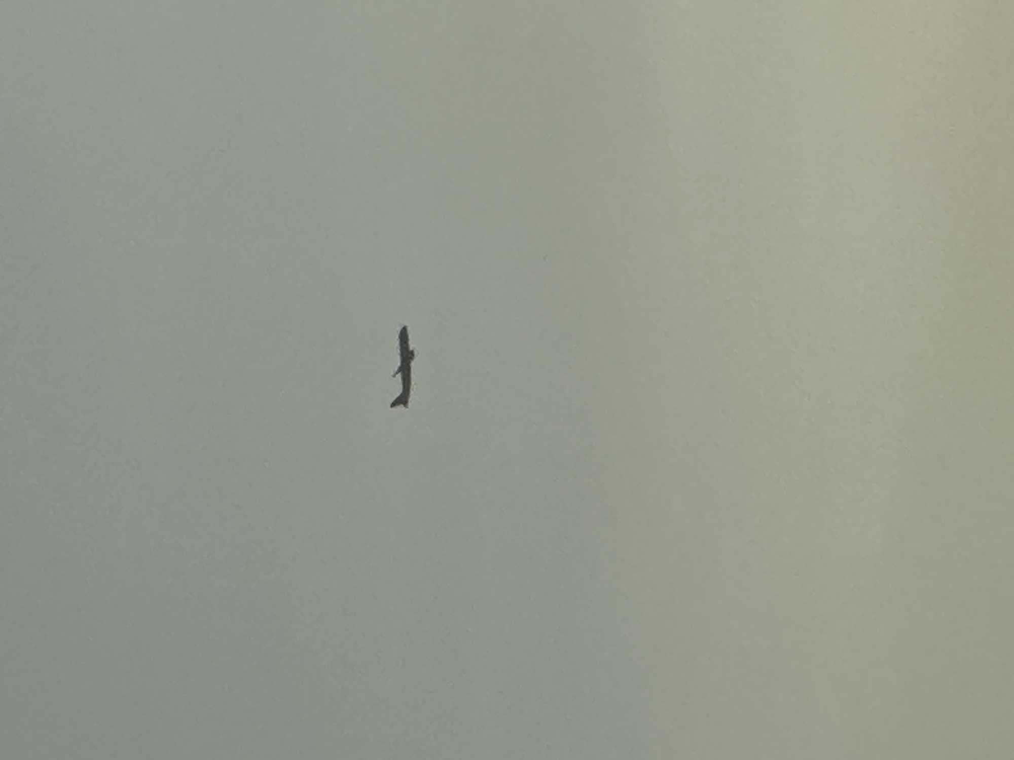 The image shows an airplane in silhouette against a hazy, overcast sky. The airplane is small and appears to be at a significant altitude. The sky is a uniform pale gray, with no discernible features like clouds or sunlight. There is no indication of the city of Boreti, Montenegro in the image.