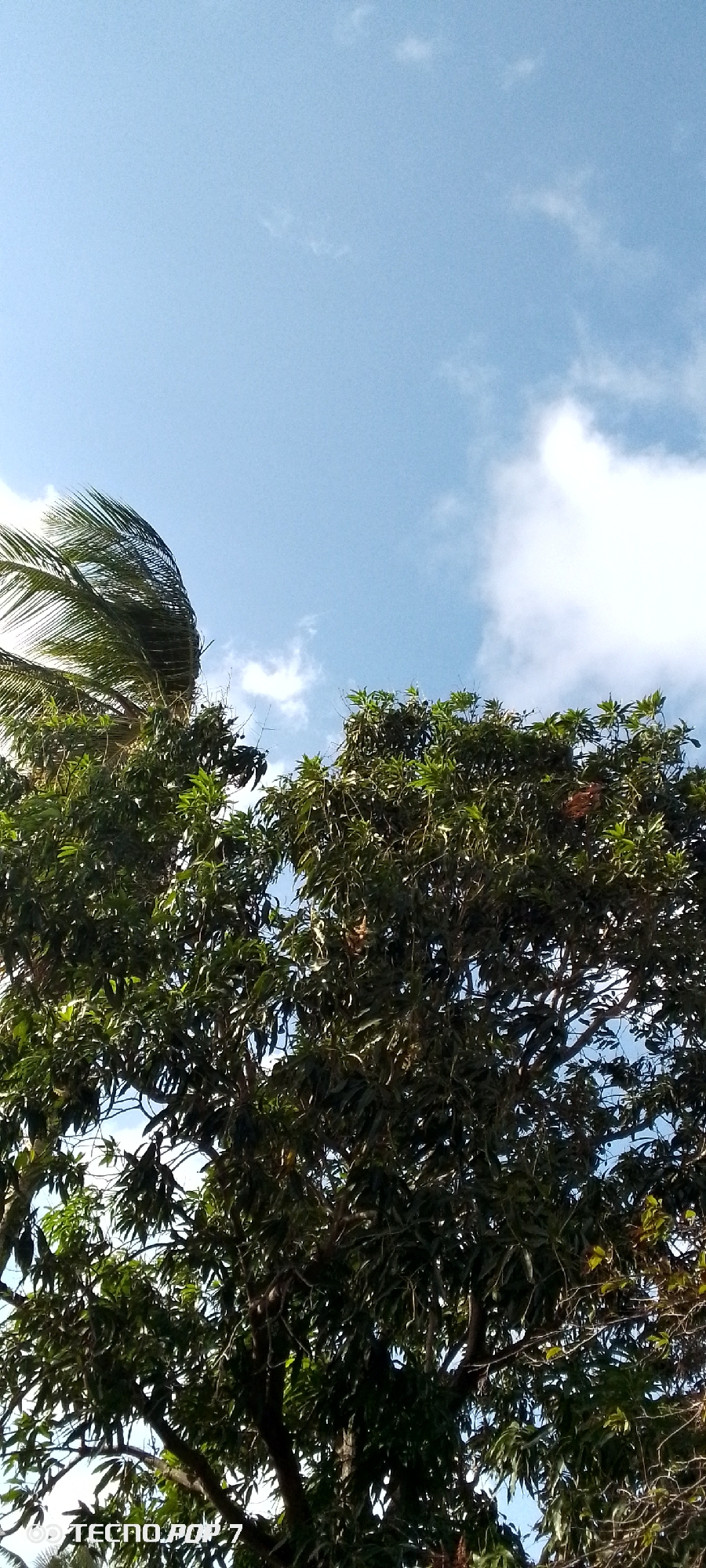 The image shows trees against a blue sky with scattered clouds. A palm tree is visible on the left side of the image, its fronds waving. The trees are lush and green. The image includes the Tecno Pop 7 watermark in the bottom left corner. Altagracia, Venezuela is not visually confirmed in this image.