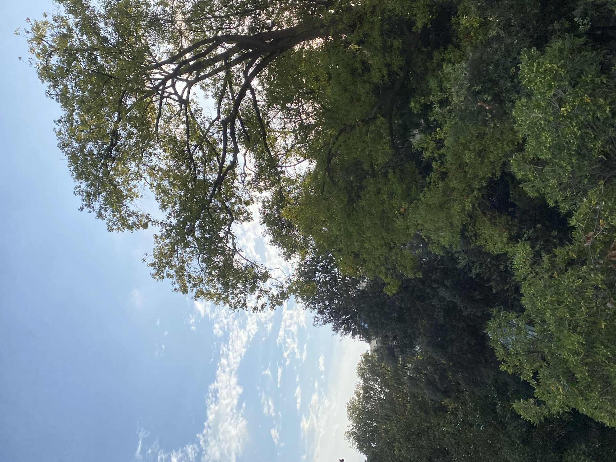 The image shows a view of trees against a partly cloudy blue sky. A large tree with visible branches and green leaves occupies the upper right portion of the frame. The lower part of the image is filled with dense foliage from multiple trees. In the background, buildings are partially visible through the leaves. The scene appears to be an outdoor environment, likely a park or garden, within the city of Genoa, Italy, given the context of the request. There are no people or animals present in the image. The lighting suggests it is daytime, possibly late afternoon, with the sun filtering through the leaves.