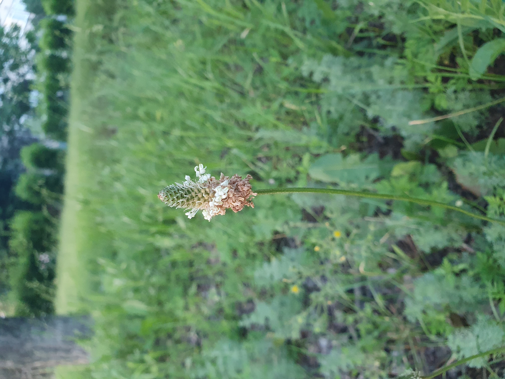 A single, vertical stalk of a plant is visible in the center of the frame, extending from bottom to top. The stalk is thin and green. At the top of the stalk is an inflorescence composed of small white and brown florets arranged in a dense, cylindrical spike. The inflorescence tapers to a point at the very top. The background is a blur of green foliage, suggesting an outdoor environment, possibly a park or overgrown area within a city. The lighting is natural and appears to be from daylight. There are no people or animals visible in the image. The location is Unknown, Unknown.