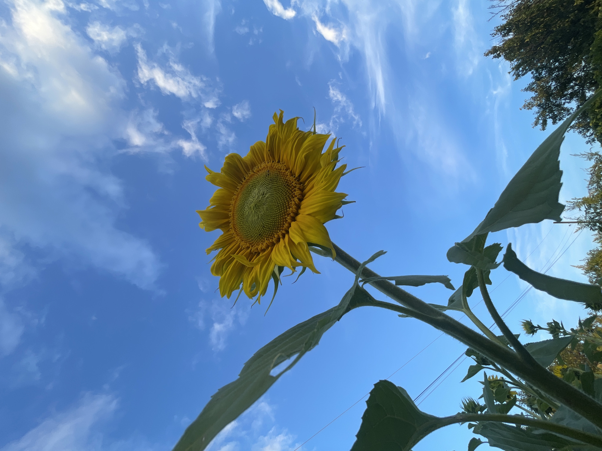 A low-angle shot captures a single, mature sunflower against a bright blue sky dotted with wispy white clouds. The sunflower's yellow petals are fully bloomed, framing its green, seed-filled center. A thick, green stalk and large leaves are visible, extending upwards from the bottom left of the frame. In the background, a dark green tree line is discernible, and thin wires stretch horizontally across the sky. The scene appears to be an outdoor setting, possibly a garden or field, with no people or animals present. The lighting suggests it is daytime, possibly late afternoon or early morning due to the long shadows and the angle of the light. The image does not provide specific geographic markers to confirm the location in Perevoznoe, Russia.