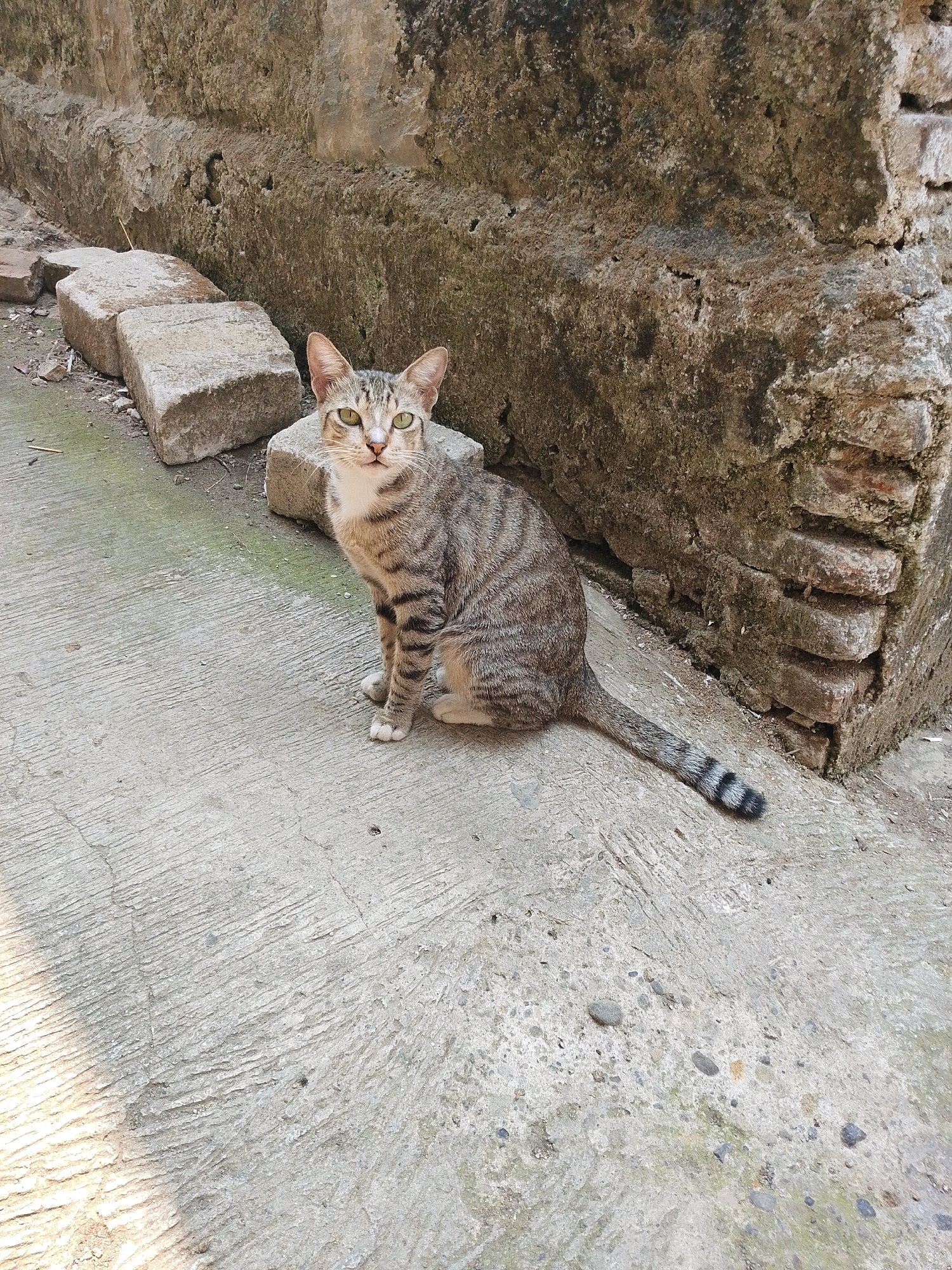A tabby cat with green eyes sits on a cracked concrete surface next to a weathered brick wall. Three rectangular concrete blocks are arranged in a line on the left side of the image, with debris scattered on the ground. The wall is rough and textured, with moss or algae growing on its surface. The cat is positioned in the center right of the frame, looking towards the viewer. The scene appears to be an outdoor environment, possibly in a less maintained area of Karawang, Indonesia. The lighting suggests it is daytime.