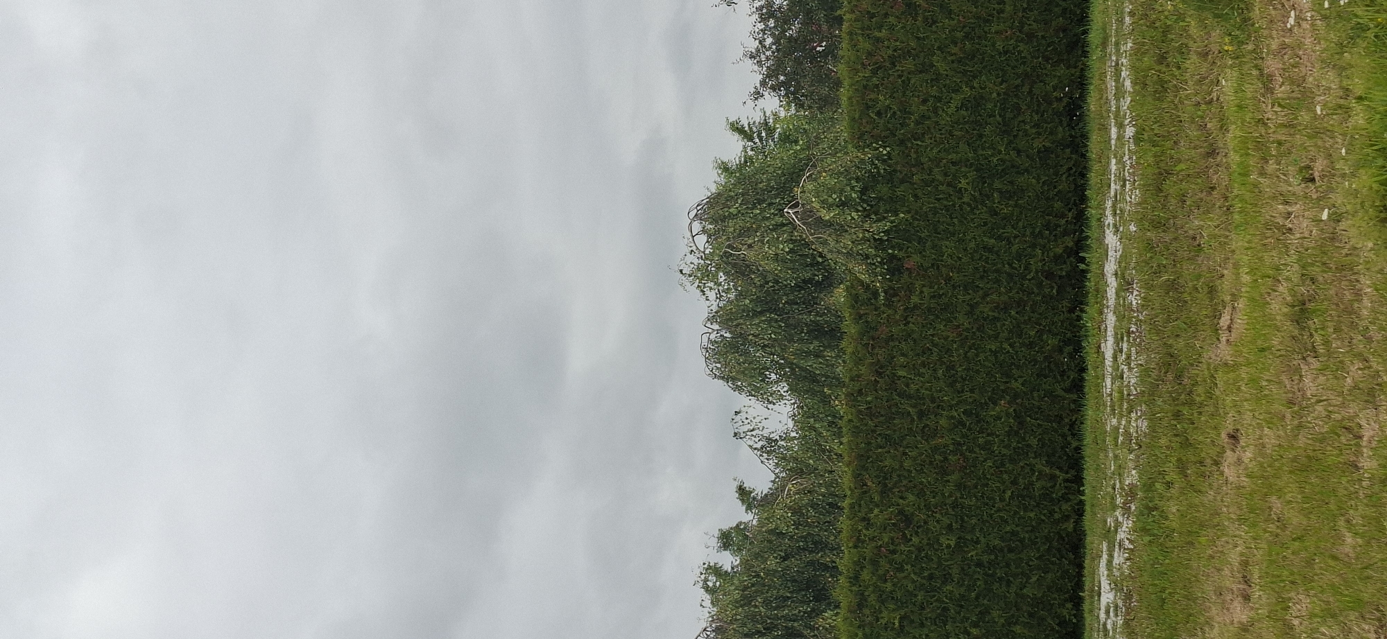 The image shows an outdoor scene with a dense green hedge in the foreground, which extends horizontally across the frame. Behind the hedge, there are several trees with weeping branches and green foliage. The background consists of a cloudy, grey sky. In front of the hedge, there is a strip of patchy grass with some lighter colored areas, possibly indicating bare soil or dried grass, and further in the foreground, a more uniformly green grassy area with some small white flowers. This scene is located in Orimattila, Finland. There are no people or animals visible in the image. The lighting suggests an overcast day.