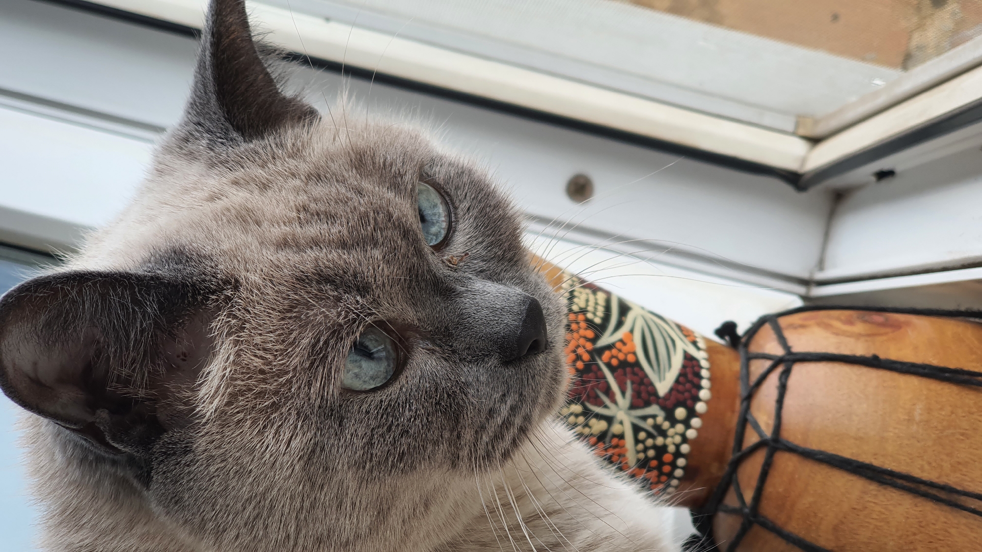 A close-up, eye-level shot focuses on a Siamese cat with striking blue eyes, looking down from what appears to be a window ledge. The cat's fur is a mix of gray and cream, with darker points on its ears and face. Its whiskers are long and white. Partially visible in the foreground is a wooden drum with intricate, colorful patterns around its top. The drum is secured with black netting. The background is softly blurred, showing a window frame and the exterior, which suggests an outdoor environment. The lighting is natural, likely from the window, casting soft shadows. The overall scene is calm and intimate, capturing the cat's focused gaze. The presence of a window suggests an indoor setting with a view to the outside. The location in Krasnoyarsk, Russia, is not deducible from the visual information in the image.