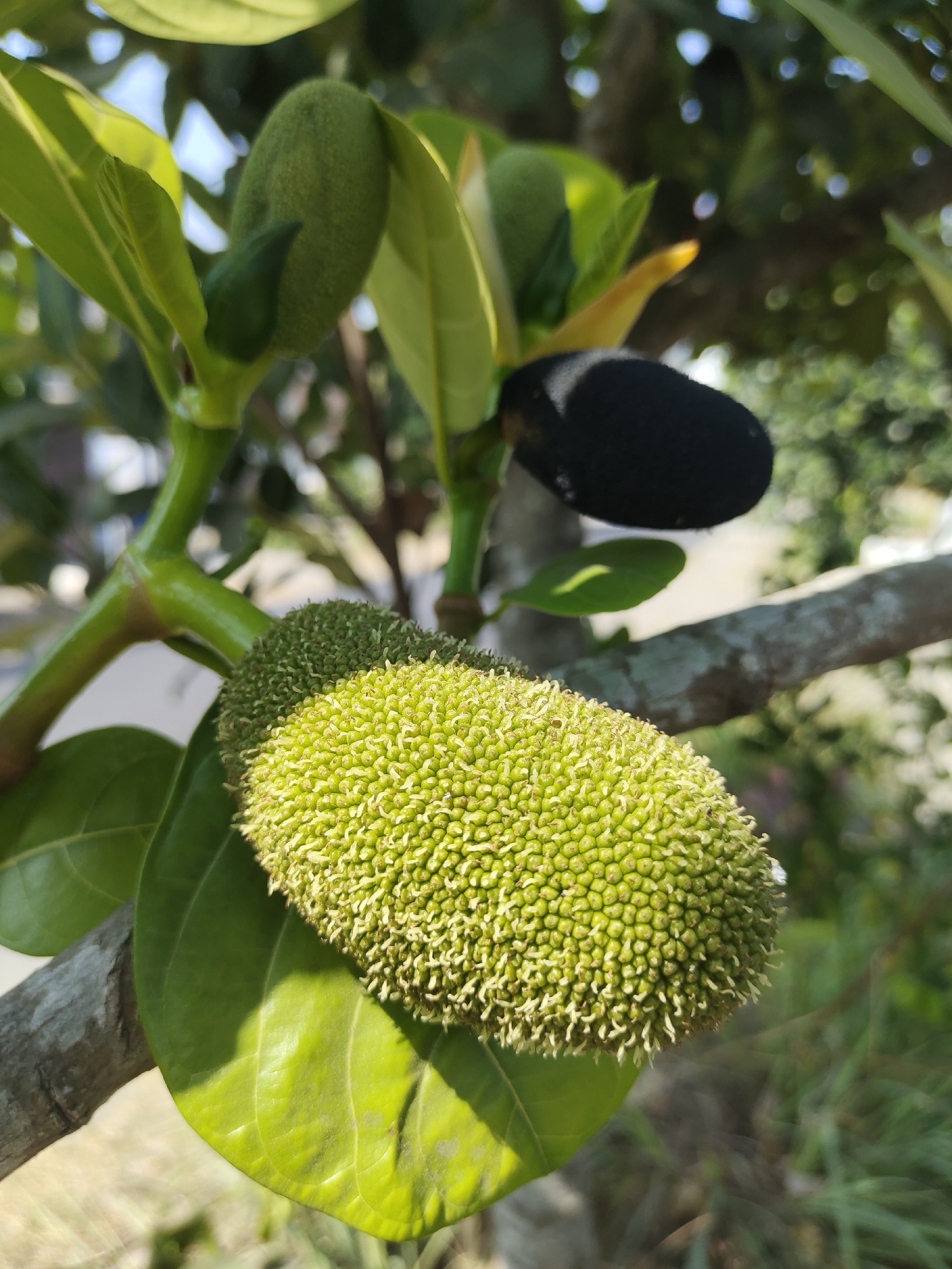 A close-up, outdoor, eye-level shot focuses on a jackfruit tree branch in Tangkil, Indonesia. The branch, a light brown with some greyish lichen, supports several developing jackfruits and leaves. The largest jackfruit, a bright green and oblong, is positioned in the foreground, its surface covered in a texture of small, spiky protuberances. Another smaller, green jackfruit is visible above and to the left of the main one, appearing to be less developed. A single, dark, almost black, oval-shaped object, possibly a very young or fallen jackfruit, hangs from the branch further back, slightly out of focus. Vibrant green leaves, some broad and smooth, others smaller and pointed, surround the fruits. The background is a soft blur of green foliage and dappled sunlight, suggesting a natural, possibly garden or plantation setting.