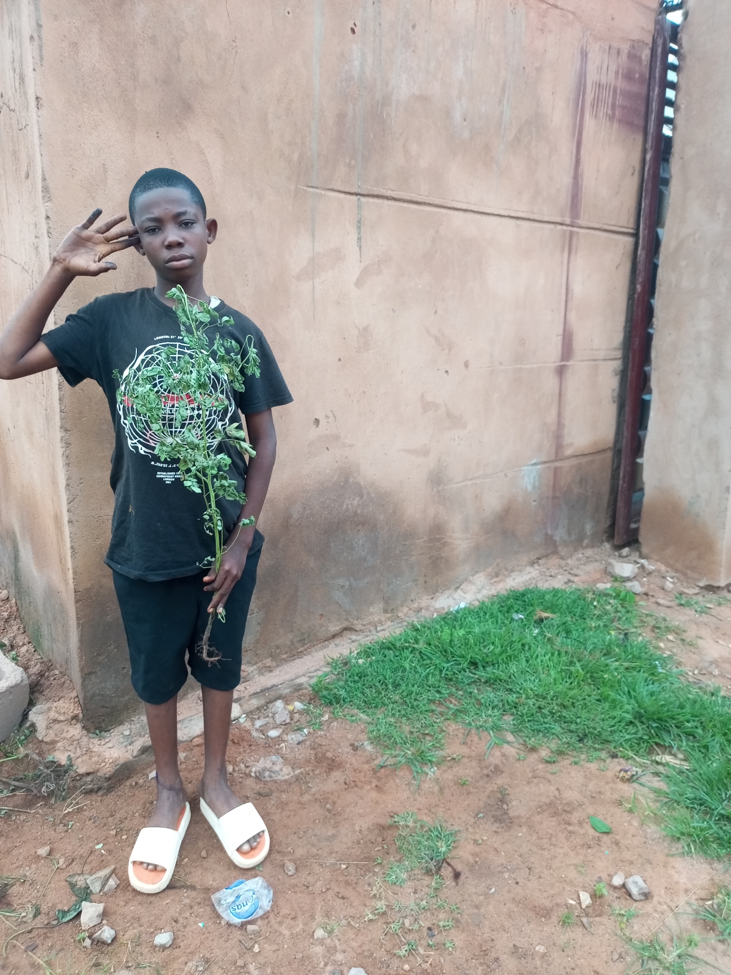 A young boy, appearing to be of African descent, stands in an outdoor environment with a textured, light brown wall behind him. He is wearing a black t-shirt with a circular white design on the front and black shorts. In his right hand, he holds a small, leafy plant with visible roots. His left hand is raised to his head, with his fingers touching his temple. He is wearing white slide sandals on his feet. The ground around him is a mixture of dirt and patchy green grass. To the right of the boy, a portion of a dark, corrugated metal gate is visible. The scene suggests a residential or somewhat undeveloped area within Tempure, Nigeria.
