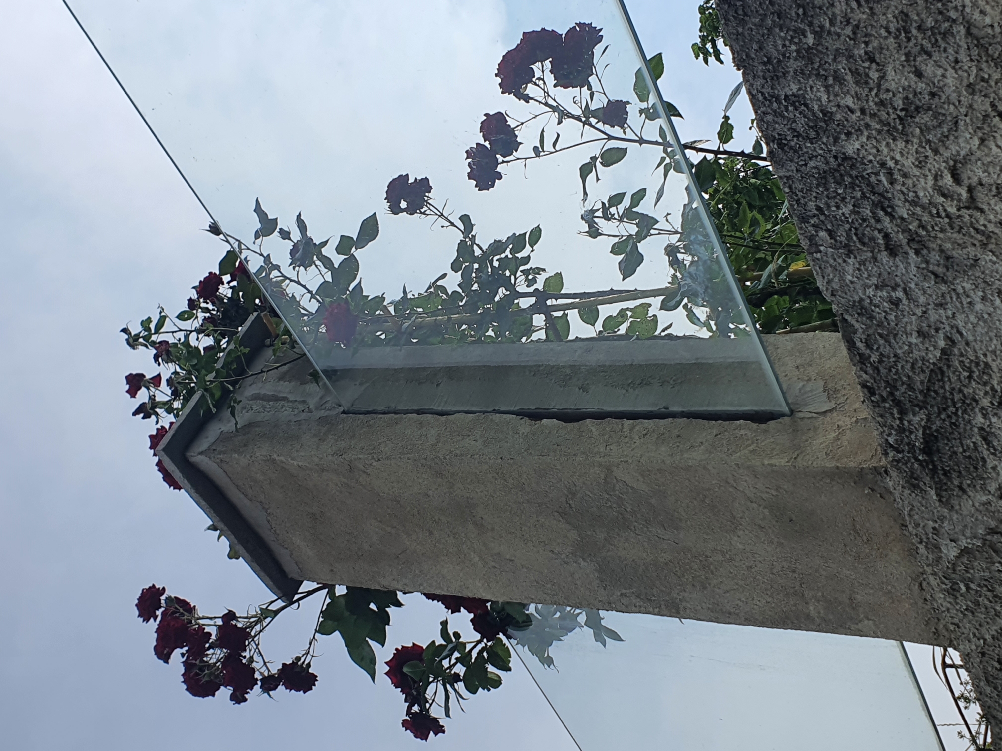 This is a close-up, low-angle shot of a concrete pillar, partially obscured by a clear glass panel. Dark red roses with green leaves are growing around and behind the pillar, some reaching towards the sky. The sky is a pale blue with some clouds. A rough, textured concrete wall is visible in the foreground. The scene is outdoors, and no people are present. The location in the city of Mukhatskaro, Georgia is not identifiable from the image.