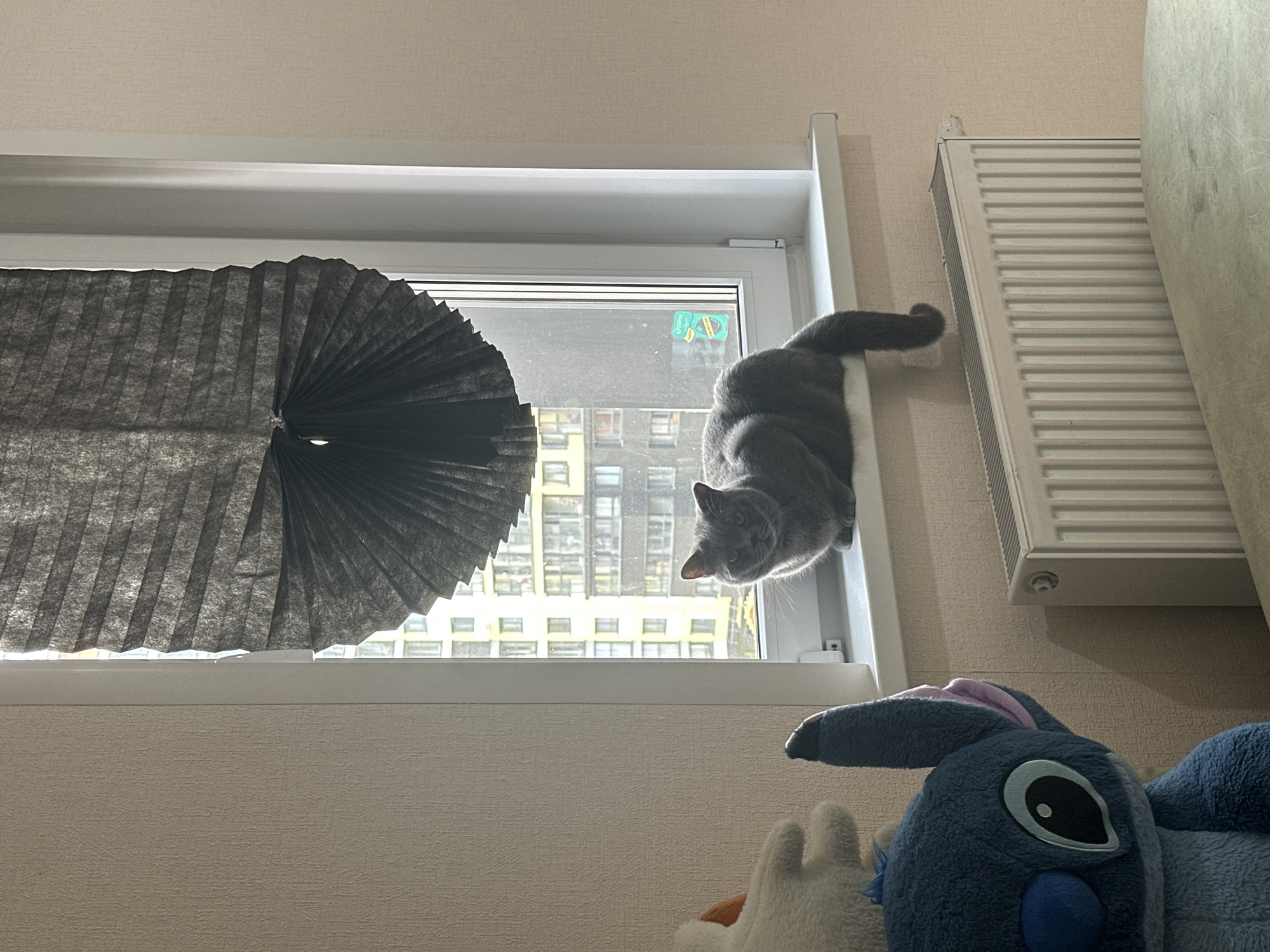 The image captures an indoor scene, likely within an apartment in Perm, Russia, looking out through a window during the daytime. The main subject is a medium-sized, short-haired gray cat, possibly a British Shorthair, which is perched on the narrow white frame of an open window. Its body is mostly visible from the back, with its head turned down and slightly to the left, gazing with curious eyes.
To the left of the cat and the window, a dark gray pleated blind is partially drawn, creating a textured, fan-like pattern. Outside the window, an urban landscape unfolds, featuring several multi-story apartment buildings with numerous rectangular windows, suggesting a dense residential area. The bright light illuminating the exterior indicates clear weather. A small, faded green and yellow sticker is affixed to the window glass, on which the word "Vitopro" or "Vitopay" is faintly legible.
On the right side of the frame, a white panel radiator is mounted on the wall, positioned above and slightly to the right of the cat. Part of a light-colored sofa or large cushion is visible on the far right, partially obscuring the radiator. In the foreground, below the window, a portion of a large blue plush toy, resembling the Disney character Stitch, is visible, along with a white plush hand or paw. The interior walls are a light, textured beige. The photograph is taken from a low perspective, creating a slightly upward-looking view towards the cat and the window.