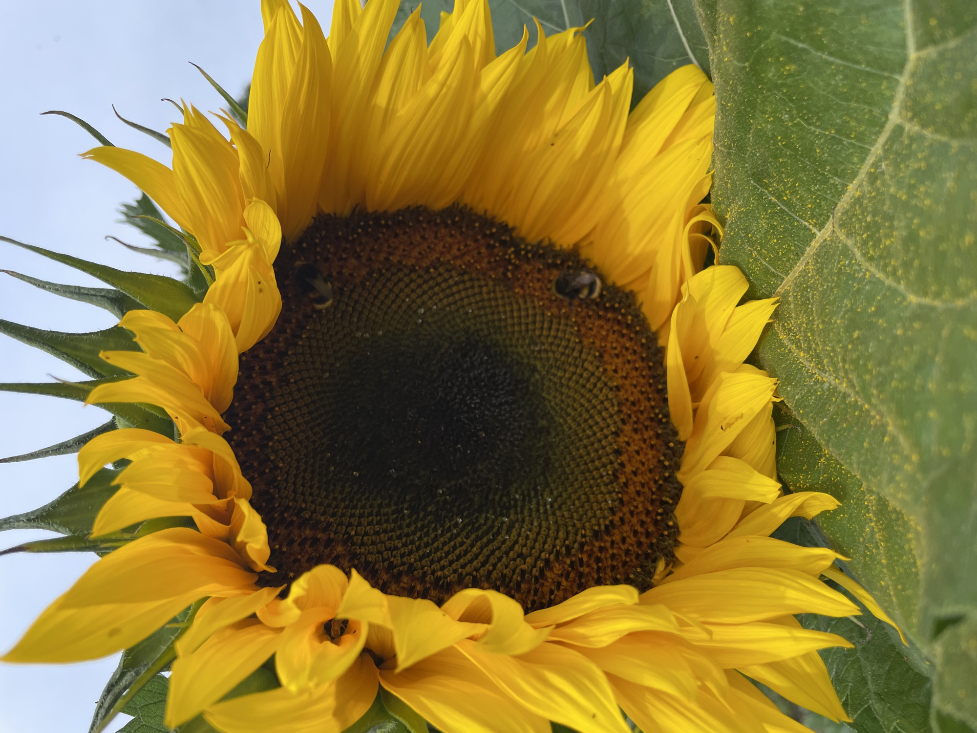 A close-up shot captures a vibrant sunflower in Puhja, Estonia. The sunflower, positioned in the lower right of the frame, faces towards the left. Its bright yellow petals unfurl, surrounding a dark, seed-filled center. Bees are visible on the sunflower's face and petals, actively engaged in collecting pollen. The large green leaves of the sunflower are visible in the foreground and background, dusted with yellow pollen. The sky, a pale blue with hints of white, forms the backdrop.