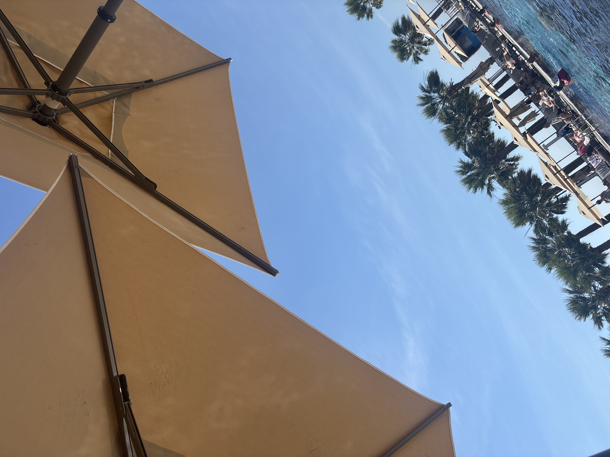 The image captures a resort poolside scene in Didim, Turkey, from a low-angle perspective, looking upwards and diagonally across the area. The top half of the frame is dominated by the underside of two large, light tan (beige) outdoor umbrellas; the left umbrella displays its broad fabric surface, while the right one reveals its brown metal structural ribs, central pole, and hub mechanism.
Below and between the umbrellas, a clear, light blue sky with minimal, wispy white clouds is visible. The entire image is tilted approximately 30-45 degrees clockwise. Along the diagonal horizon line, a row of at least eight tall palm trees with dense green fronds extends from the mid-left towards the upper right.
In the lower right portion of the frame, a bright blue outdoor swimming pool with rippled water reflects the sunlight. Along the pool's edge, numerous individuals are engaged in leisure activities. Most are reclining on light-colored lounge chairs, many positioned under smaller, individual sun umbrellas. One person is partially visible in the pool, utilizing a pink flotation device. In the distant background, behind the palm trees and pool area, parts of multi-story buildings, consistent with a hotel or resort, are discernible, along with a small, dark blue structure on the far right. The scene is brightly lit by natural sunlight, indicating daytime.