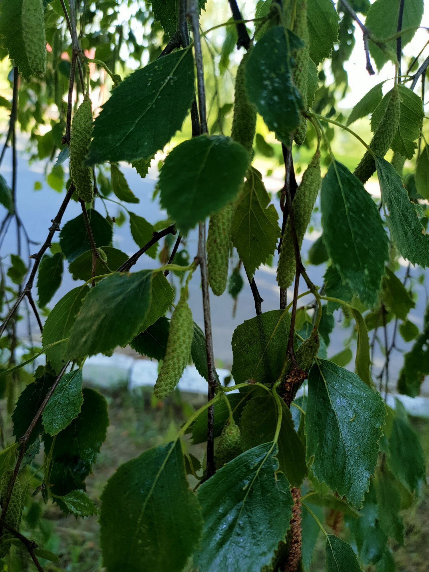 The image is a close-up, eye-level shot of a birch tree branch with green leaves and developing catkins. The leaves are a deep green, some appearing wet with small droplets of water. The catkins are elongated and greenish, with a textured surface. The background is blurred, showing hints of an outdoor environment that could be a park or street, with muted colors of green and grey. It is not possible to determine the specific location in the city of Nosivka, Ukraine based on the provided image. There are no people or visible actions depicted.