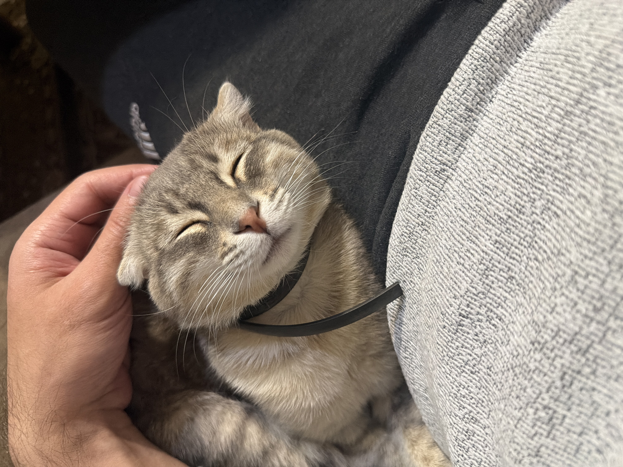 A person's hand is gently stroking a light grey tabby cat with folded ears. The cat has its eyes closed and appears content. The cat wears a black collar. The cat is resting on top of a person's clothing consisting of black and grey patterned fabrics. The image does not provide sufficient information to determine the location as Novxanı, Azerbaijan, or any other specific place.