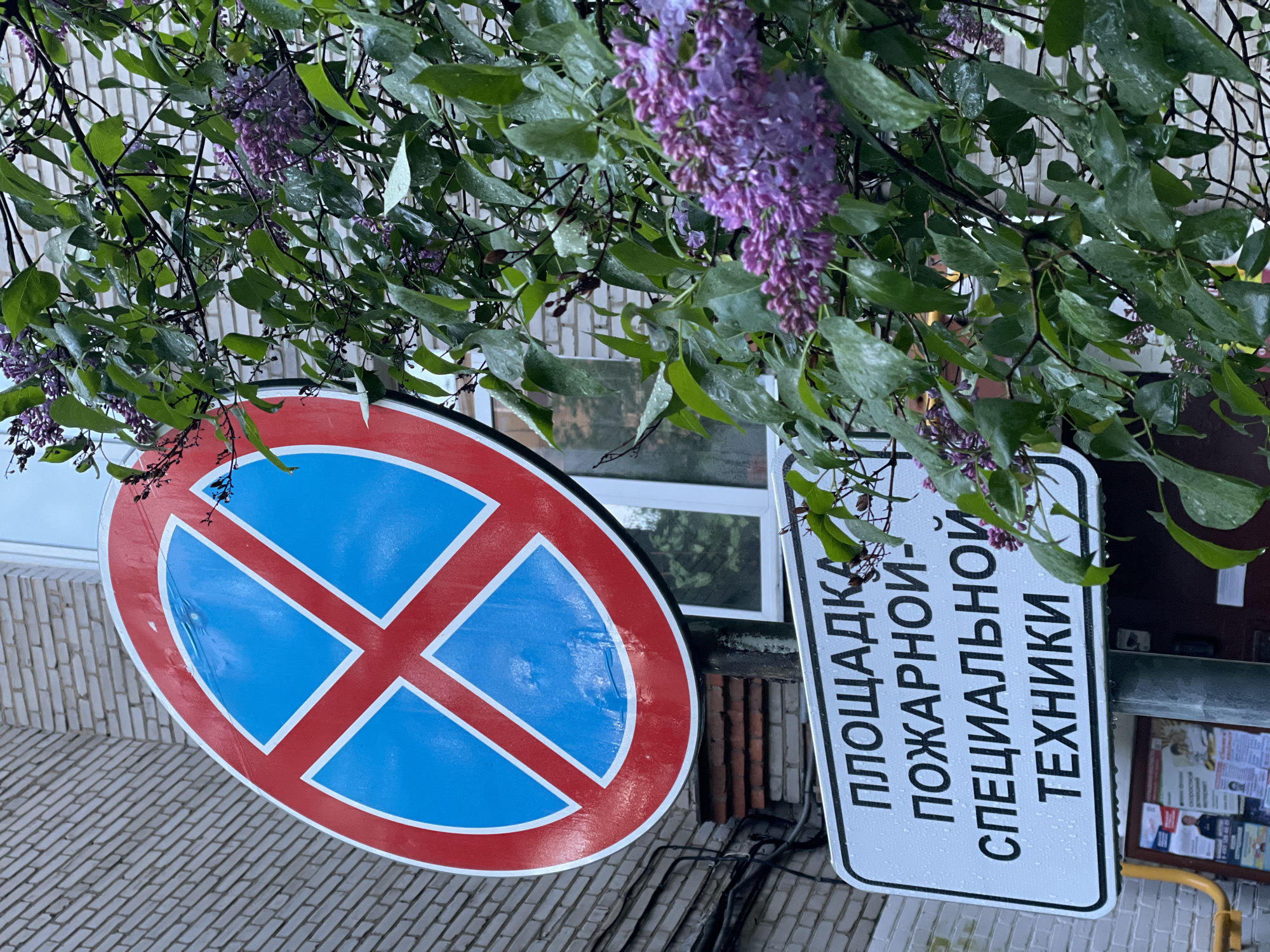A ground-level shot focuses on two signs affixed to a building in Khimki, Russia. Lilac blossoms and green leaves of a tree or bush frame the top and sides of the image.
The sign on the left is a circular "No Stopping" sign, displaying a red ring and cross on a blue background. The sign to its right is rectangular and white, with text in black Cyrillic characters. The text reads "ПЛОЩАДКА ПОЖАРНОЙ СПЕЦИАЛЬНОЙ ТЕХНИКИ," which translates to "Area for Fire Special Equipment" in English.
The signs are mounted on a light-colored brick building. A window is visible in the background between the two signs. A bulletin board or display case with printed materials is partially visible on the right, behind the rectangular sign.
The foliage appears to be wet, suggesting recent or ongoing rainfall. The signs also show water droplets on their surfaces.
