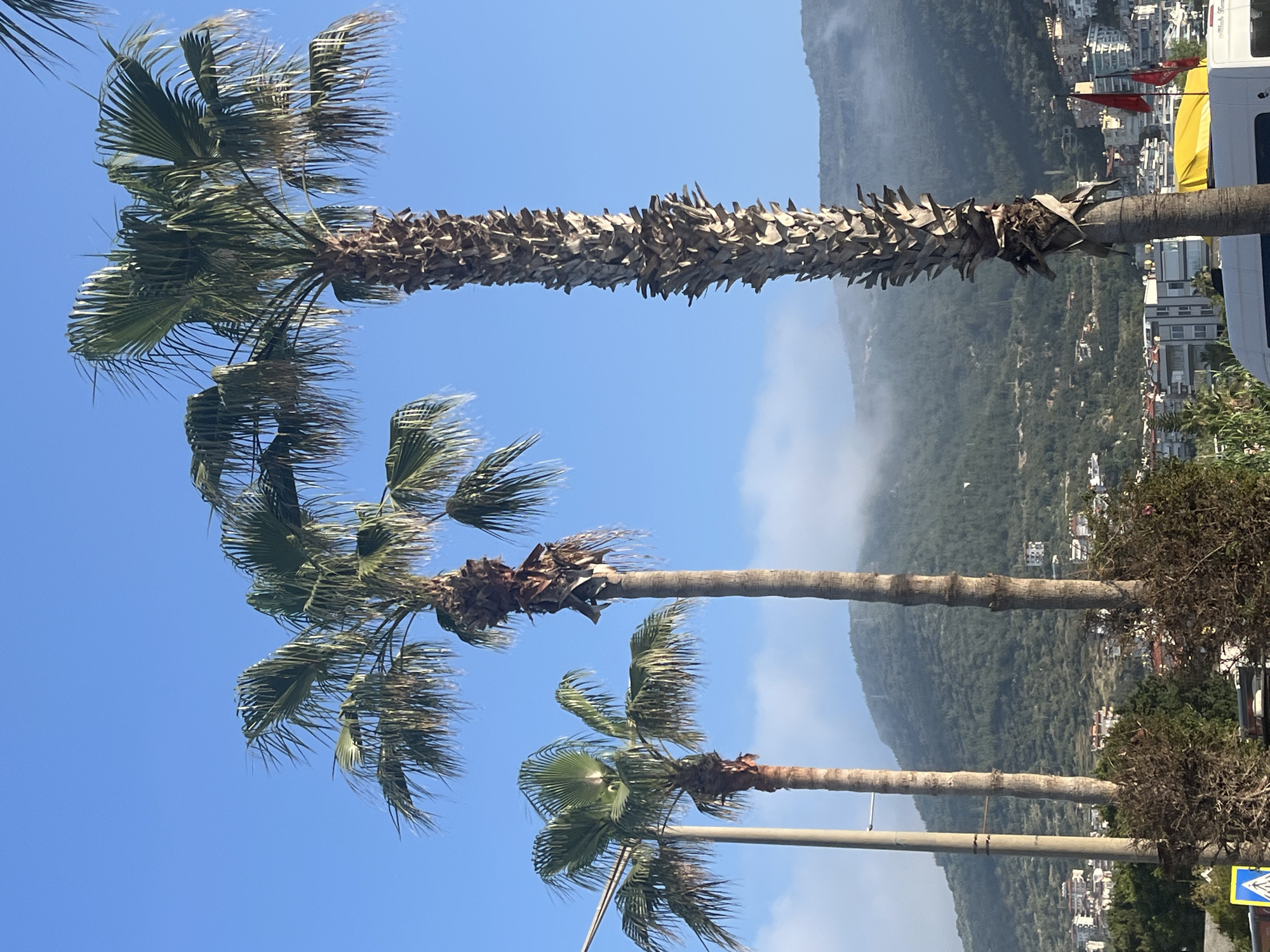 The image displays a sunny coastal scene, oriented as if viewed from a ground level looking upwards and across. Three tall palm trees, with their green, windswept fronds, dominate the left and center of the frame. Their sturdy trunks, particularly the closest and largest one, exhibit a textured appearance from remnants of old frond bases. The sky above is a clear, bright blue.
Behind the palm trees, a town unfolds along the foot of a large, green, forested mountain that stretches across the right side of the image. Numerous light-colored buildings are visible within the town, interspersed with vegetation. The mountain's slopes are partly veiled by a soft, light haze. In the far right, parts of a white vehicle, possibly a van or bus, are visible next to a yellow canopy and two small red flags. Faint, dark text is visible on the side of the white vehicle, but it is not clearly legible. A blue street sign with a white pedestrian crossing symbol is partially visible at the bottom right. The scene depicts a bright, clear day, suggesting a Mediterranean location like Alanya, Turkey, with evidence of light wind.