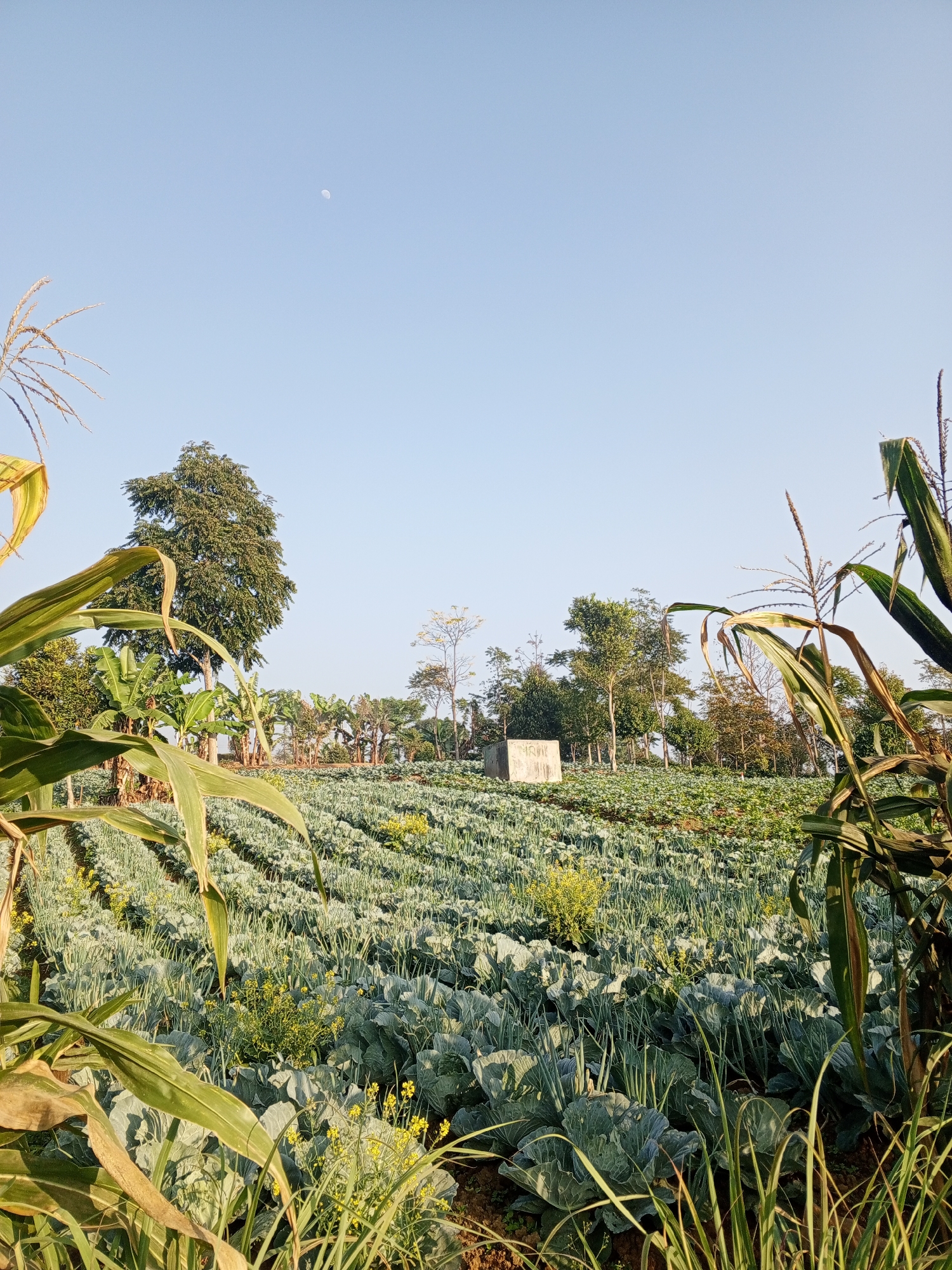 This is a wide shot of a vast agricultural field in Pelwehera, Sri Lanka, under a clear, pale blue sky. In the distance, a sliver of the moon is visible. The foreground is dominated by the lush green leaves of corn stalks. The middle ground features rows upon rows of cabbage plants, interspersed with patches of smaller yellow wildflowers. Beyond the cabbage field, a line of trees forms the backdrop, with a solitary, boxy concrete structure situated amongst them. The overall impression is one of a peaceful, rural landscape bathed in the soft light of early morning or late afternoon.