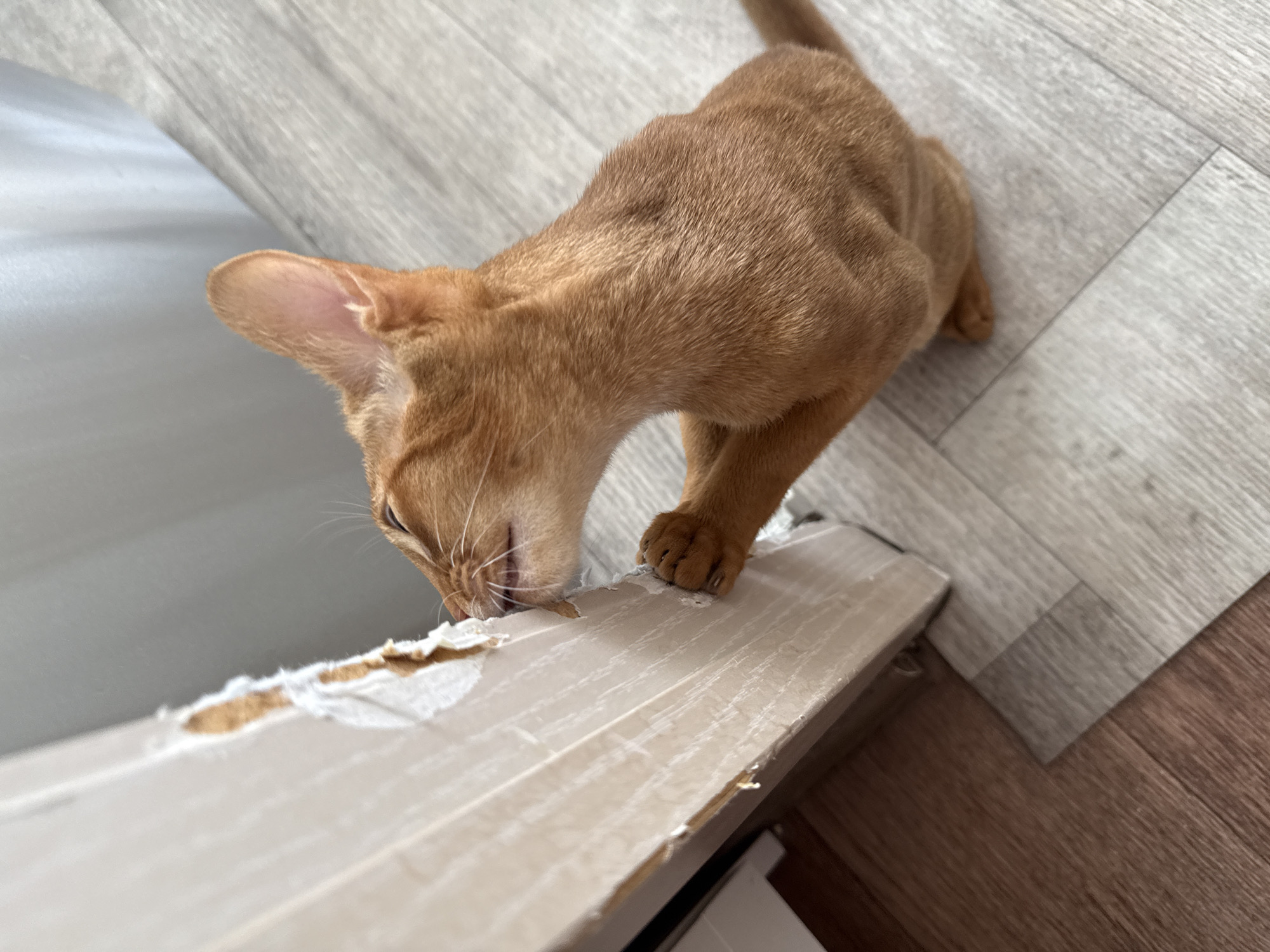 In Stary Oskol, Russia, an orange tabby cat is shown scratching and biting a damaged door jamb. The cat's claws are extended as it clings to the wood, tearing away pieces of its surface. The door jamb appears to be made of particle board or a similar composite material, with visible layers of paper and adhesive. The floor is made of wood-look laminate flooring. The background consists of a light-colored wall and what appears to be a doorway. The lighting suggests an indoor setting during daylight hours.