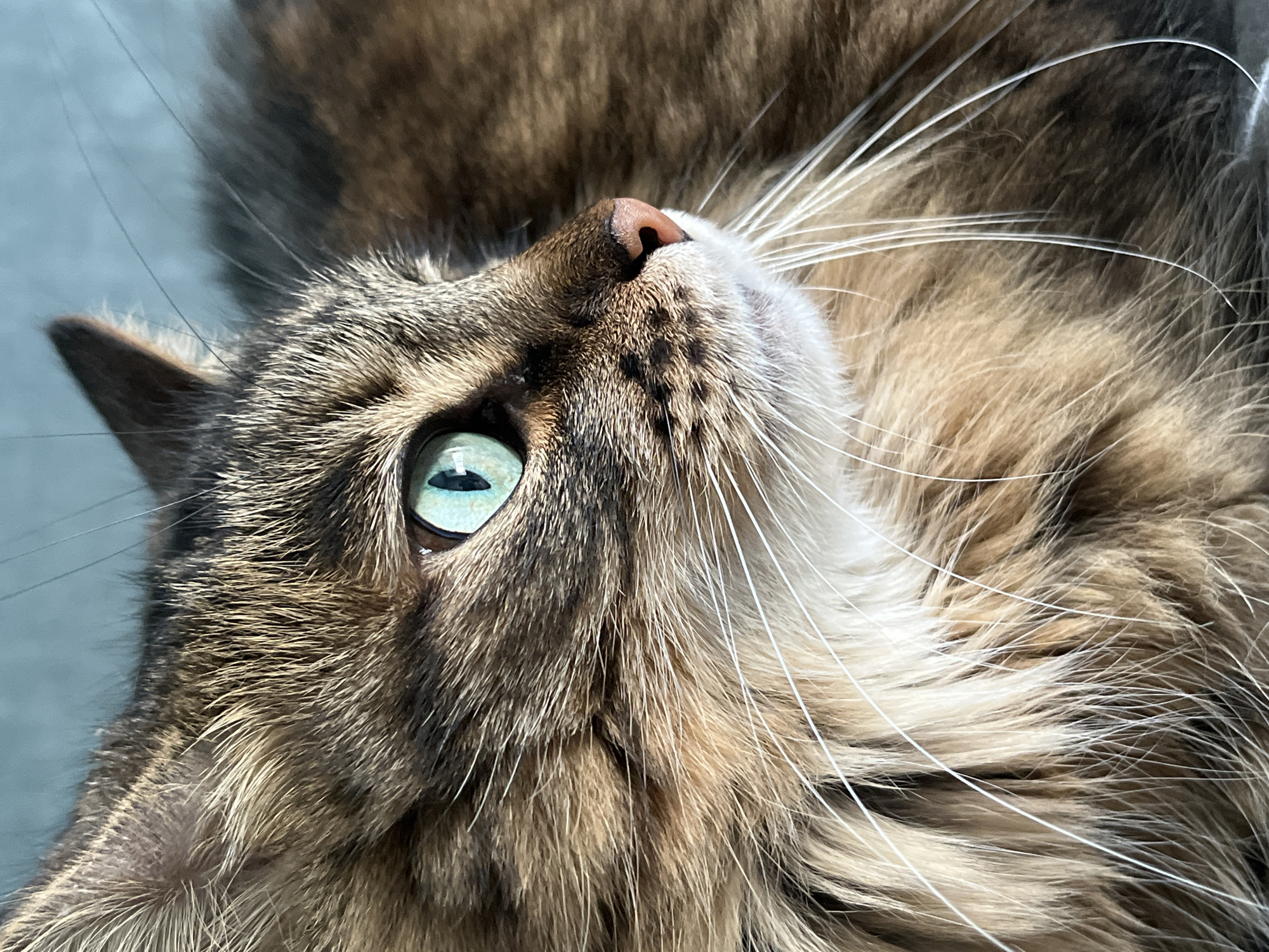 A close-up, side-profile shot captures the left side of a long-haired tabby cat's face. The cat's fur is a mix of brown, black, and tan, with individual strands clearly visible. Its eye is a striking aqua green, with a dark pupil. The cat's nose is a soft pink, and its long white whiskers fan out from its muzzle. The background is a soft, blurry blue-gray. The lighting appears to be natural, casting subtle shadows and highlighting the texture of the cat's fur. There are no humans or other objects present in the image. The scene is indoors, likely in a home environment, given the soft lighting and the subject's relaxed pose.