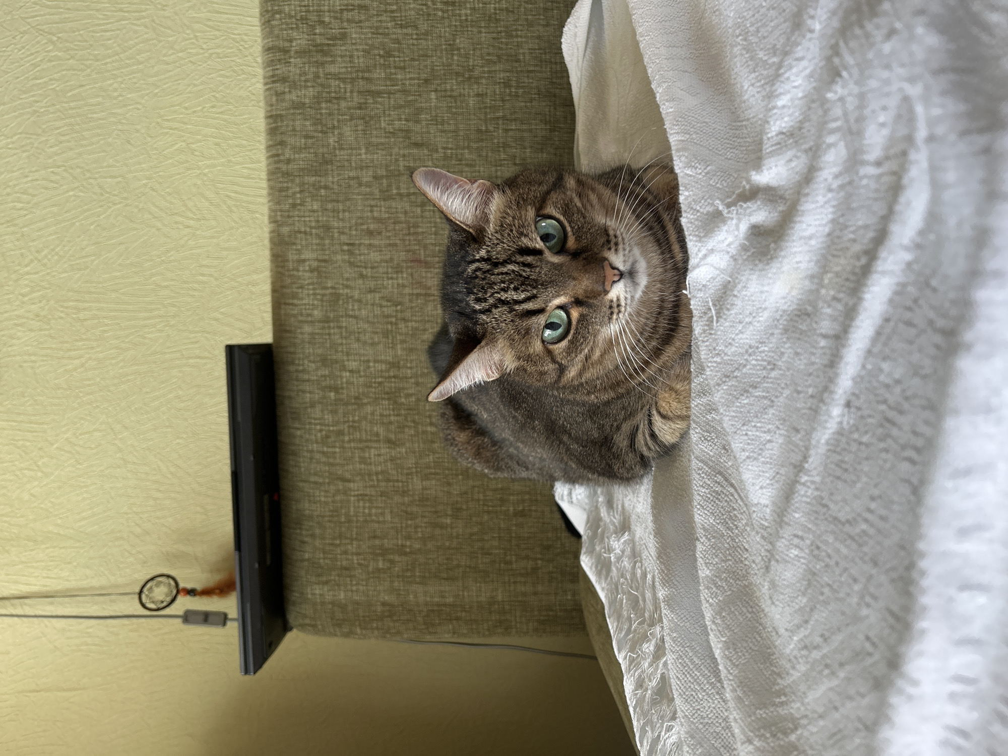 A tabby cat with green eyes rests on a white textured blanket. The cat is facing forward and appears alert. Behind the cat, a textured green headboard is visible, and above that, a pale yellow textured wall. A dark laptop sits on the headboard, with a dreamcatcher hanging from a thin cord suspended in front of the wall. The scene is indoors, with no specific indication of its location within Moscow, Russia.