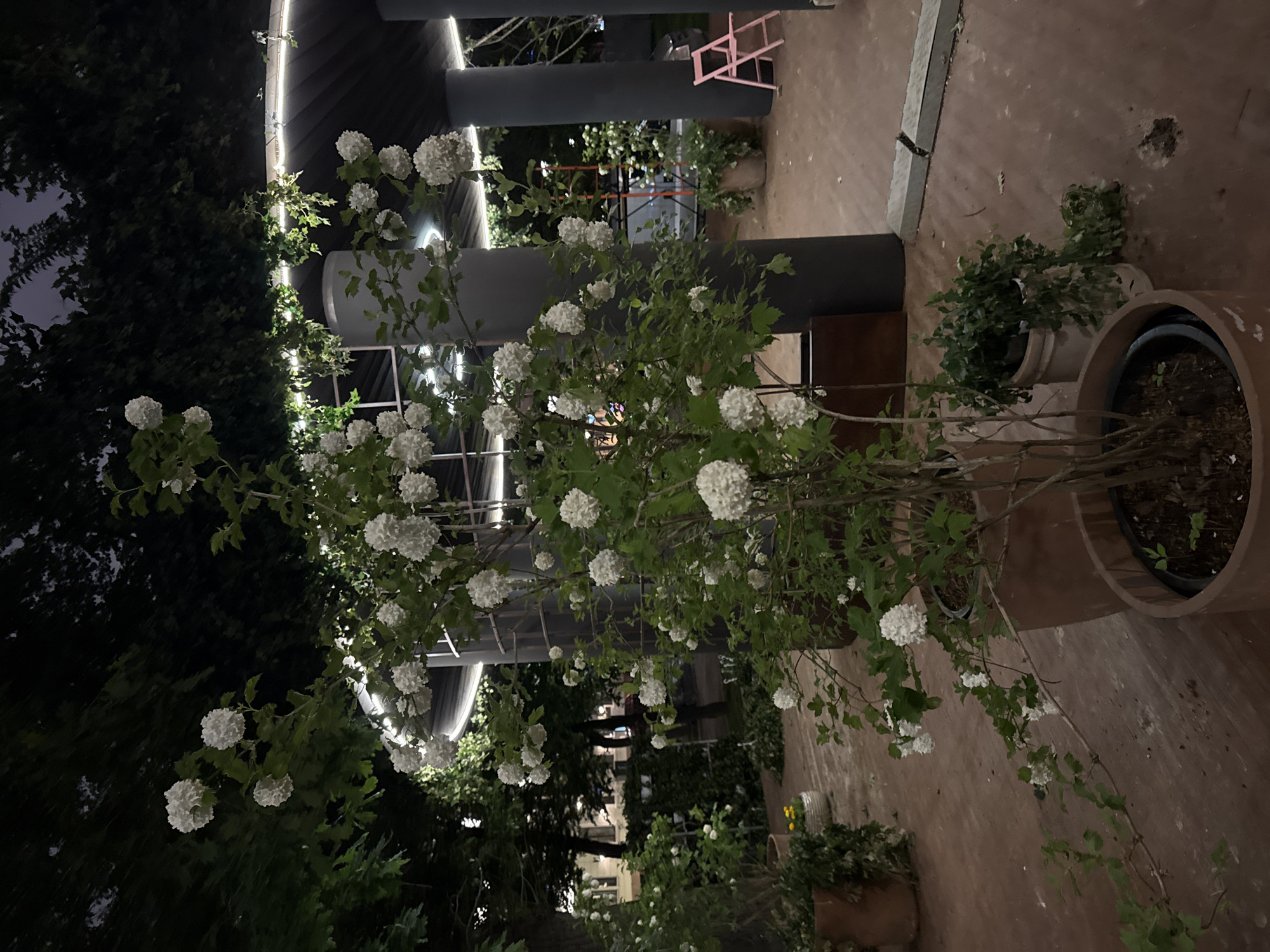 The image shows an outdoor scene at night, likely in Moscow, Russia. In the foreground, there are shrubs with white spherical flowers in full bloom, possibly snowball viburnum. The plants are in large terracotta pots. Behind the plants, there is modern architecture consisting of dark gray pillars and overhead structures with integrated lighting. In the background, there are trees and potentially buildings, indicating an urban setting. The overall lighting is dim but the structures have an artificial light. The ground is paved with brick tiles. There are no people visible in the image.