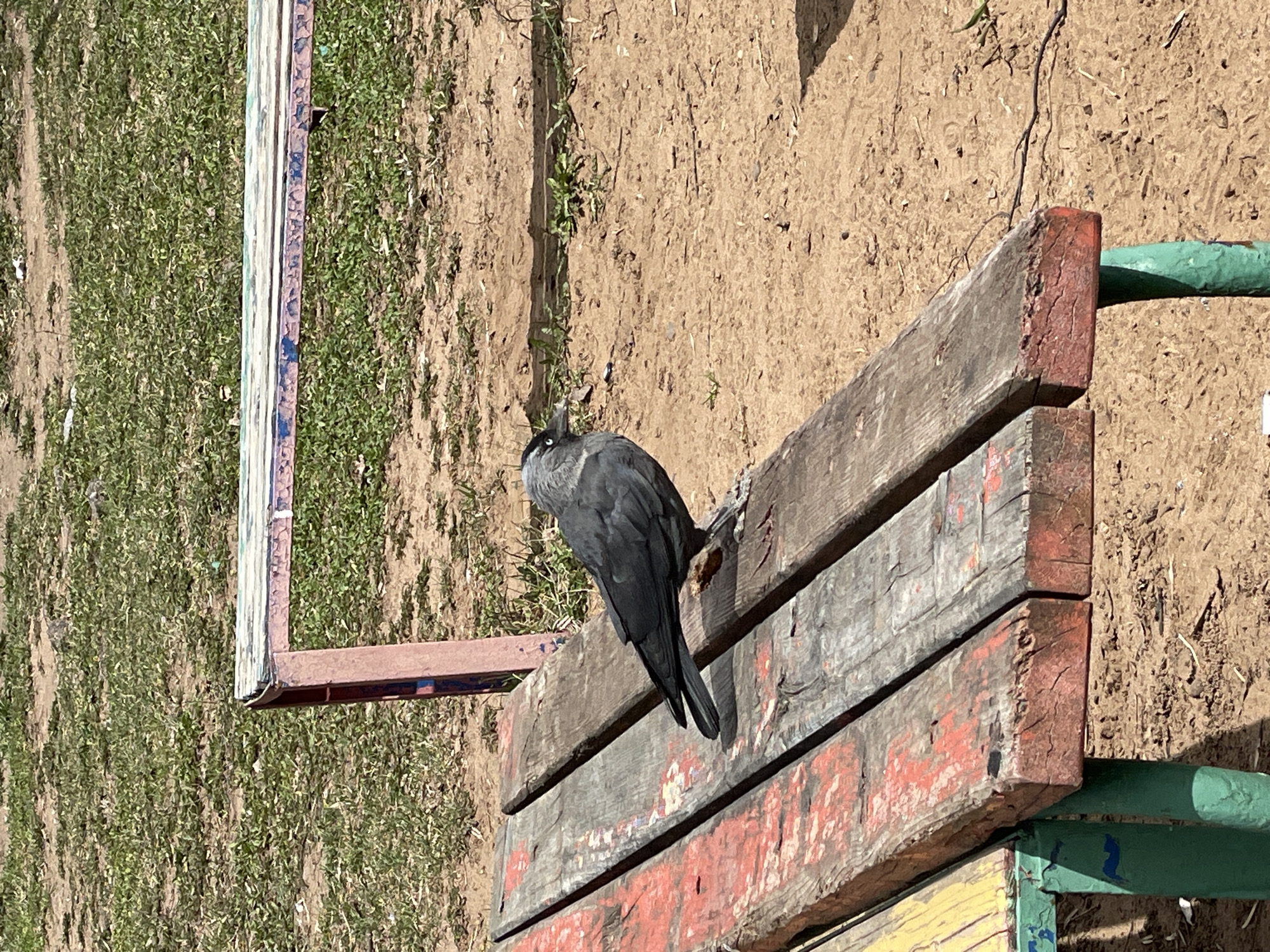 A Western Jackdaw perches on a weathered, multicolored wooden bench in a grassy area near a sandy patch. The bird faces left. Based on geolocation, the photo was taken in Izhevsk, Russia. The location has an aged, outdoor environment.