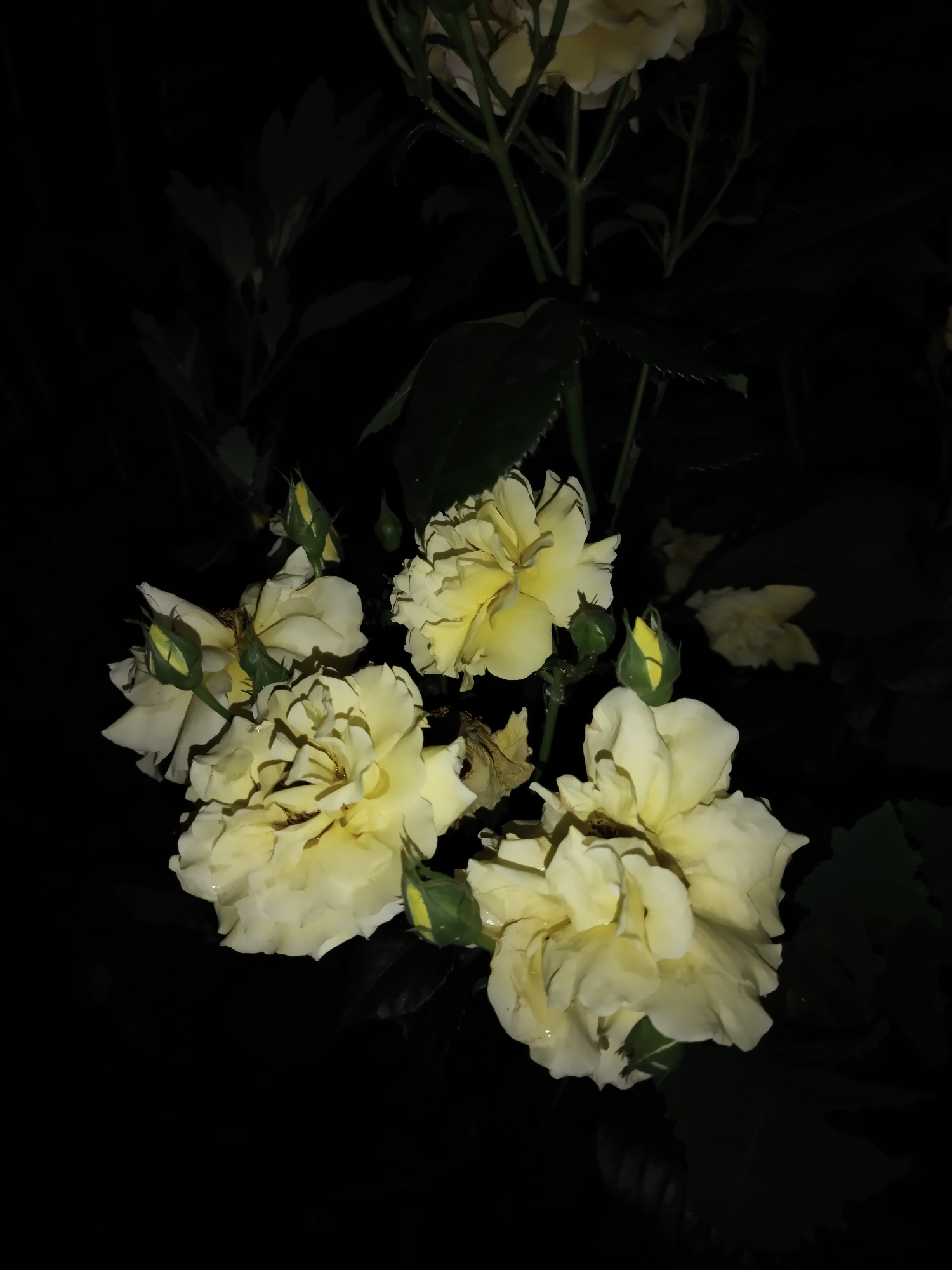 The image presents a detailed view of a cluster of light yellow roses and developing rosebuds, illuminated against a very dark, indistinct background. Approximately five main rose blossoms are visible, ranging from pale yellow to creamy white, with individual petals clearly delineated. Several green rosebuds, some showing hints of yellow petal tips, are interspersed among the open flowers and along the stems. Water droplets are observable on the petals and leaves of the roses, indicating moisture. Dark green foliage and stems are sparsely visible, primarily in shadow, providing structural context to the blossoms. The overall scene suggests a nocturnal or low-light setting where the flowers are brightly highlighted, and is situated in Horishni Plavni, Ukraine.