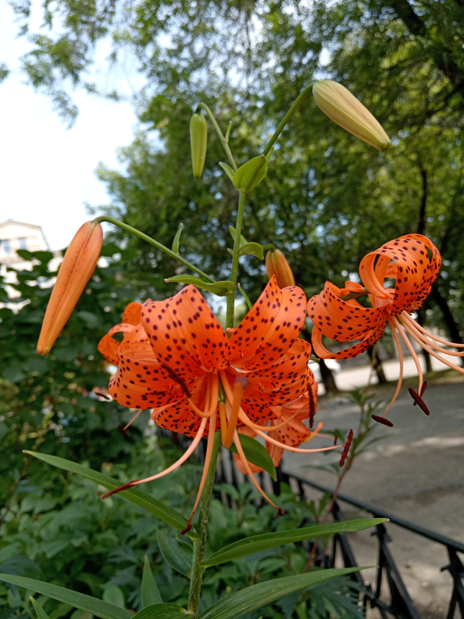 A tiger lily with orange petals and black spots is in bloom, with several buds on the stem. The flower is in the foreground, with green leaves and a blurred background of trees, a building, and a fence. The image is taken outdoors, possibly in a park or garden, in the city of Belogorsk, Russia.