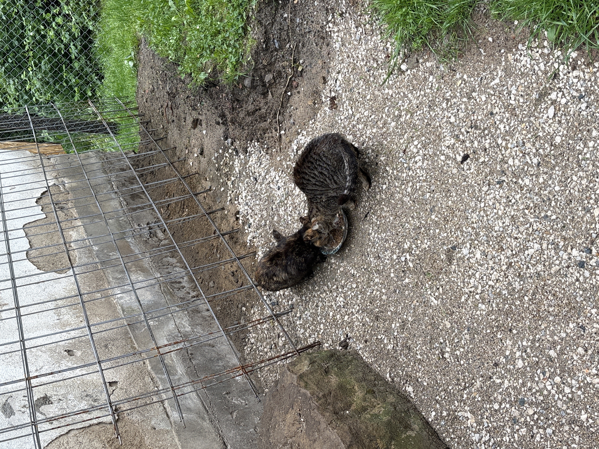 The image depicts two cats eating from a metal bowl on a gravel surface. One cat is striped and facing away. The other is mostly brown with some darker spots. The gravel surface is speckled with small rocks. A concrete foundation with a rebar grid lies adjacent to a patch of bare earth and a grassy area. Behind that, a chain-link fence is partially visible, with vegetation growing behind it. The setting is outdoors. The exact location within Plachkovtsi, Bulgaria, is indeterminable without additional information.