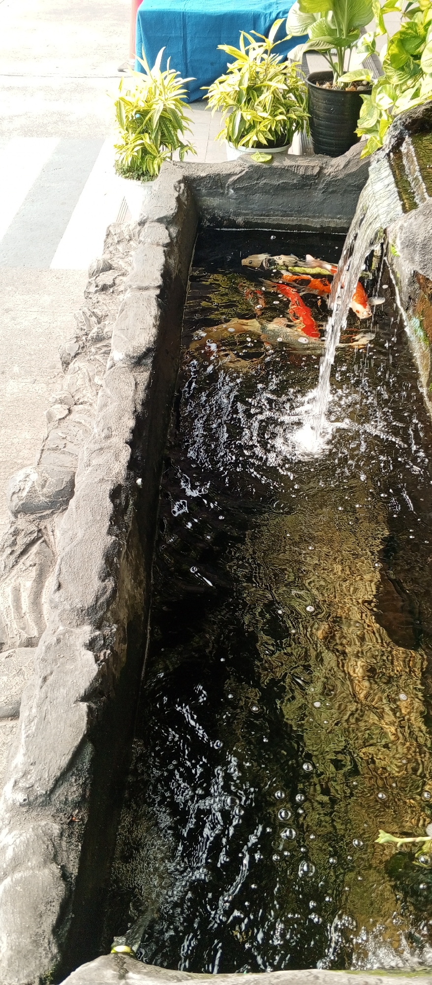 This is an outdoor shot of a koi pond with a small waterfall. The pond is rectangular and has a textured, rocky border. Several koi fish, predominantly orange and white, are swimming in the dark water. A stream of water is cascading into the pond from the right. In the background, to the left of the pond, are two potted plants with green and yellow leaves. A blue tarp is visible further back. The ground around the pond appears to be paved. The image is shot from a slightly elevated angle, looking down into the pond. The location is identified as Karawang, Indonesia. There are no people visible in the image.