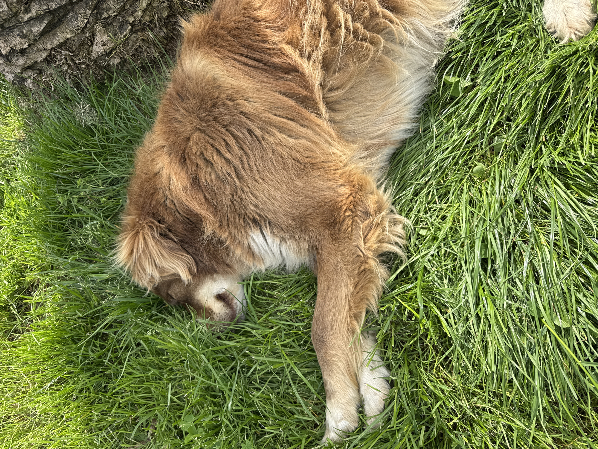 A medium-sized, brown and white, long-haired dog is lying on a patch of bright green grass next to the base of a tree. The dog is curled up, with its head and front legs resting on the grass. The location is possibly a park or grassy area within the city of Batumi, Georgia.