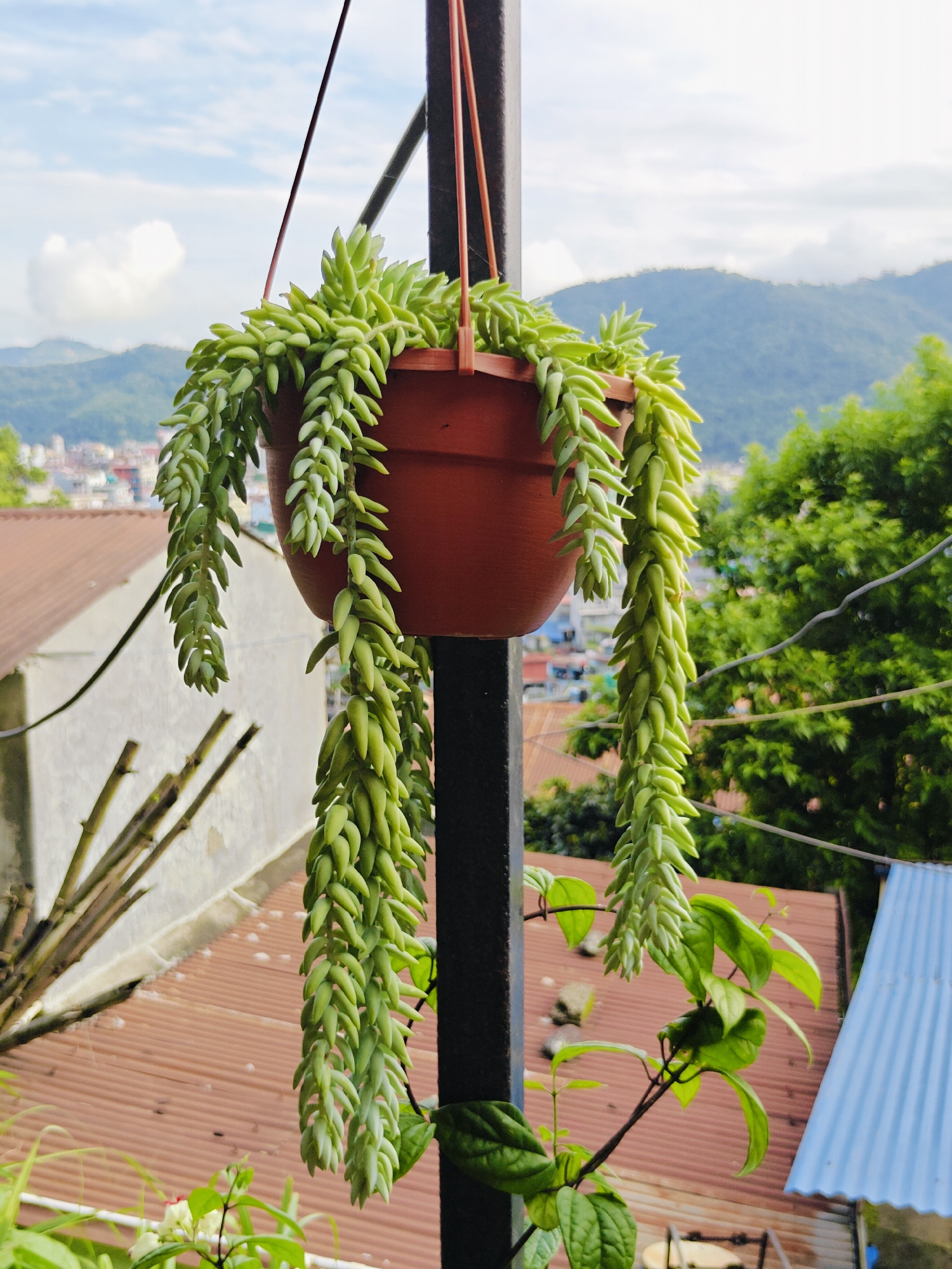 A close-up, eye-level outdoor shot shows a hanging potted succulent plant with long, cascading tendrils of plump, green leaves. The plant is in a reddish-brown pot suspended by wires from a dark metal pole. The background reveals a slightly out-of-focus view of a cityscape with buildings featuring terracotta tiled roofs, and in the distance, lush green hills and mountains under a cloudy sky. A few thin branches from another plant are visible in the lower left, and some green leaves are in the lower right. The scene appears to be a residential balcony or rooftop in Pokhara, Nepal, with the typical mountainous backdrop of the region.