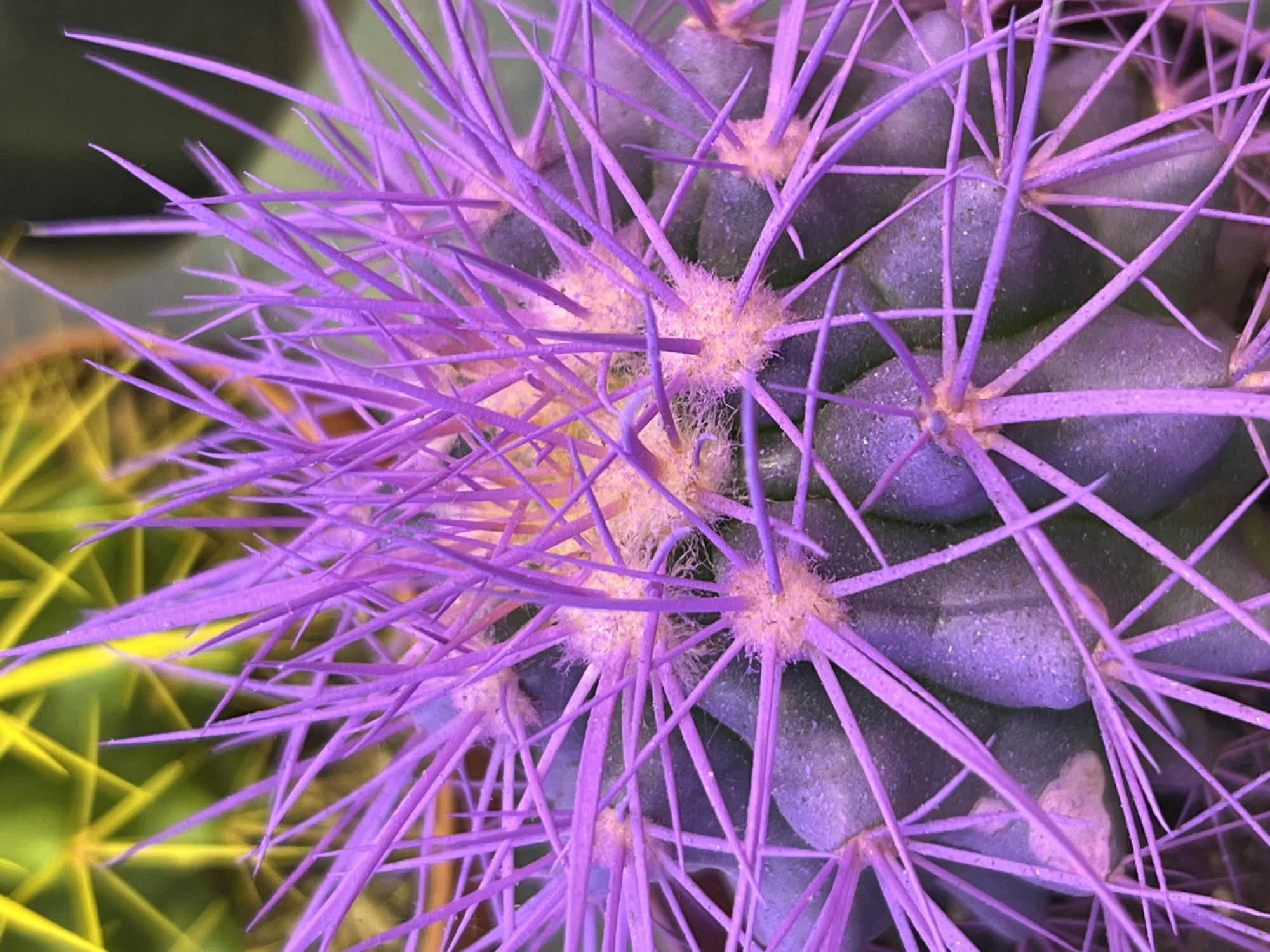 The image is a close-up, macro photograph of a cactus with prominent purple spines. The cactus is predominantly spherical with ribbed sections visible beneath the spines. At the center of the cactus, yellow-orange florets or fuzzy areoles are visible, from which the purple spines emerge. The spines are numerous, sharp, and vary in length and angle, creating a dense and visually striking texture. In the background, out-of-focus yellow spines of another plant, likely another cactus, are visible, creating a blurred, complementary color contrast. The lighting highlights the texture of the spines and the fuzzy centers. There is no information or visual evidence in the image to suggest a specific location in the city of Lisk, Ukraine, or any contextual elements related to a city environment.