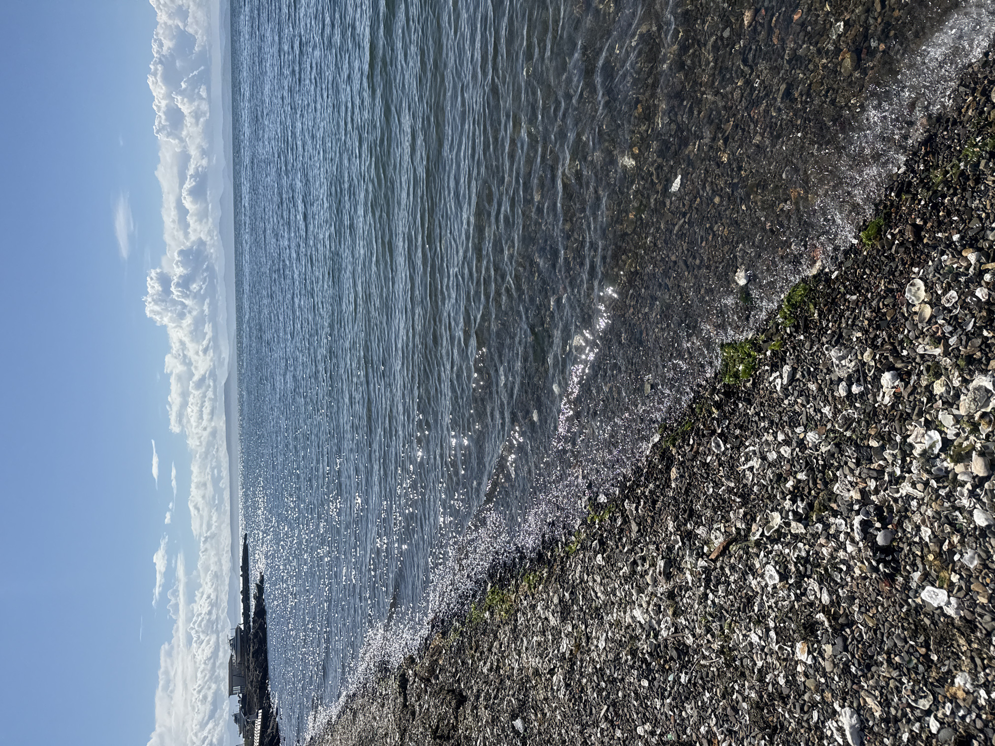 The image depicts a rocky shoreline with the sea on a sunny day. The foreground is dominated by a dark, pebbly beach scattered with numerous oyster shells and other debris. The sea, a deep blue, gently laps at the shore, its surface sparkling with sunlight. In the distance, across the water, a faint outline of hills or mountains is visible under a bright blue sky dotted with fluffy white clouds. On the left side of the image, near the water's edge, a few small structures and boats can be seen on a rocky outcrop, suggesting a small harbor or pier. The overall scene is one of a natural coastal environment bathed in clear daylight. This scene is not in Vladivostok, Russia; it is a generic coastal landscape.