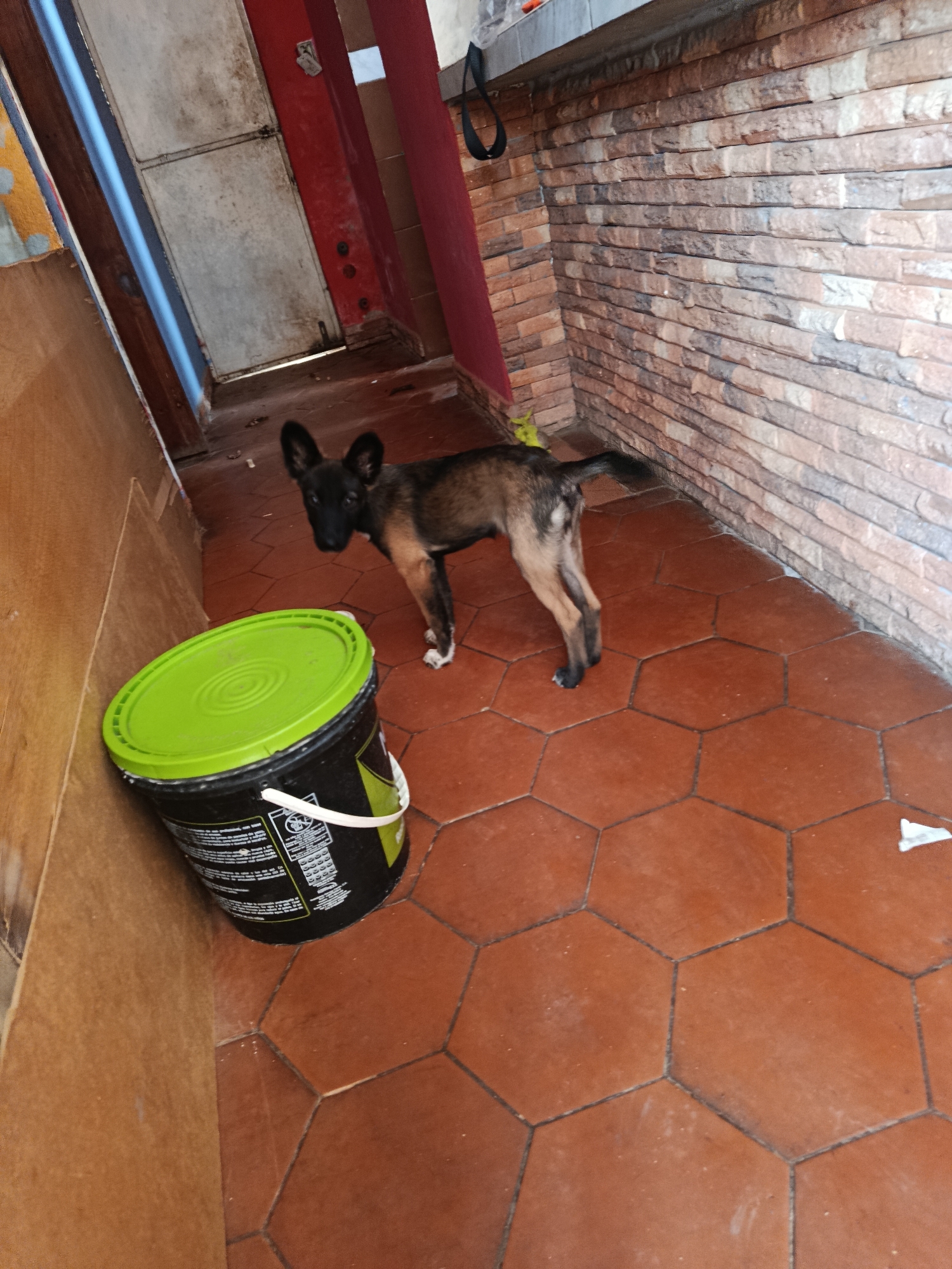 This image depicts an indoor hallway or utility area, located in Juan Griego, Venezuela. The central subject is a medium-sized dog, exhibiting tan and dark brown fur, a black muzzle, and erect ears, consistent with a Belgian Malinois or similar shepherd breed. The dog has a white marking on its front right paw. It stands on a floor composed of hexagonal terracotta-colored tiles with dark grout lines, looking directly towards the viewer with its body angled away.
To the left of the dog, in the foreground, a black bucket with a bright green lid and a white handle is positioned against a light brown wooden or particle board paneled wall. The bucket features white text and symbols on its side. The wall on the right side of the image is clad with horizontally stacked, faux brick tiles in variegated shades of brown, beige, and gray, with a gray ledge visible above them. A red vertical structural element or painted section is visible to the left of the tiled wall. In the background, an open doorway reveals a light-colored door and a view of a blue exterior or room beyond. The tiled floor shows signs of light dust and minor debris, including a small piece of white material on the far right. The scene is illuminated by ambient light. No human subjects are present.