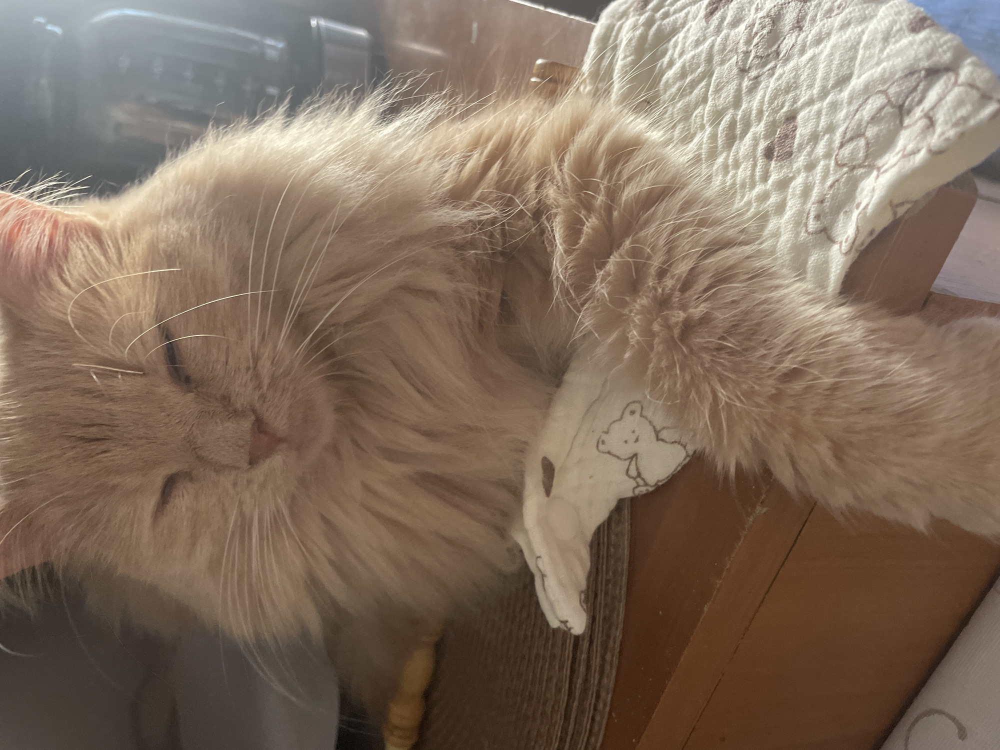 A fluffy, orange cat with its eyes closed is lying on a textured brown surface, possibly a mat or scratching post. The cat is partially draped over a white cloth with a pattern of teddy bears. The cat's front paw is resting on the cloth. In the background, a dark appliance, possibly a coffee maker, is visible. The scene is indoors, likely a home. The lighting suggests it is daytime, with light coming from the right. There is no indication of the location being in Moscow, Russia.