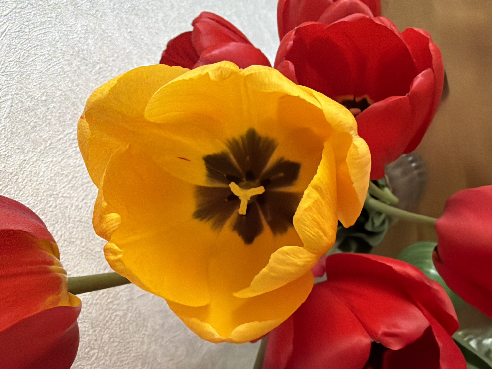 A high-angle close-up shot depicts a bouquet of tulips. Predominantly red tulips are arranged around a central yellow tulip, which is fully open, revealing a dark brown/black pistil. The scene is brightly lit, casting shadows on the petals. The background shows a textured beige/white wall on the left and a blurred, warm-toned surface on the right. The image is devoid of people and the specific location cannot be confirmed, as no identifiable elements indicate a location in Tokkari-Lend, Russia.