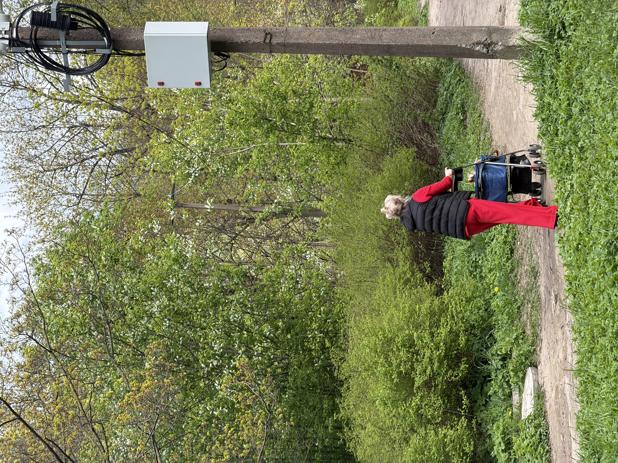 An elderly woman in red pants and a black vest is walking along a dirt path with a rolling walker in an outdoor setting. The path is bordered by lush green foliage. A concrete utility pole with a gray junction box and coiled black cables is to her left. Trees with fresh spring foliage dominate the background.