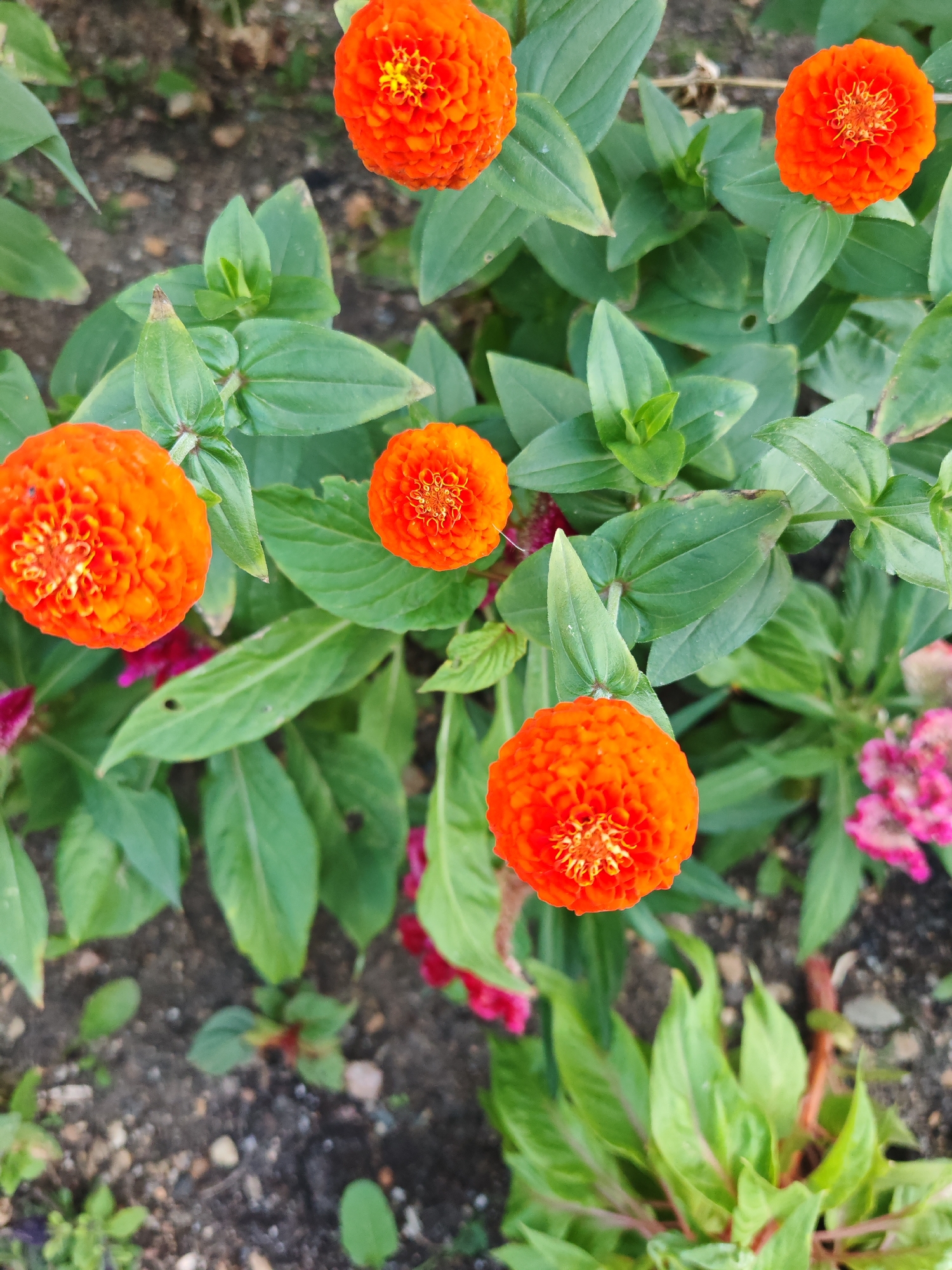 A top-down medium shot captures a cluster of vibrant orange zinnias blooming amongst lush green foliage. The flowers, with their densely packed petals, exhibit a rich, textured appearance. The background transitions from the dark soil of a garden to blurred hints of pink celosia, suggesting a mixed flower bed. There are no people present, and the scene depicts a natural outdoor environment, likely a garden within the city of Kokshetau, Kazakhstan. The lighting is bright, indicating daytime.