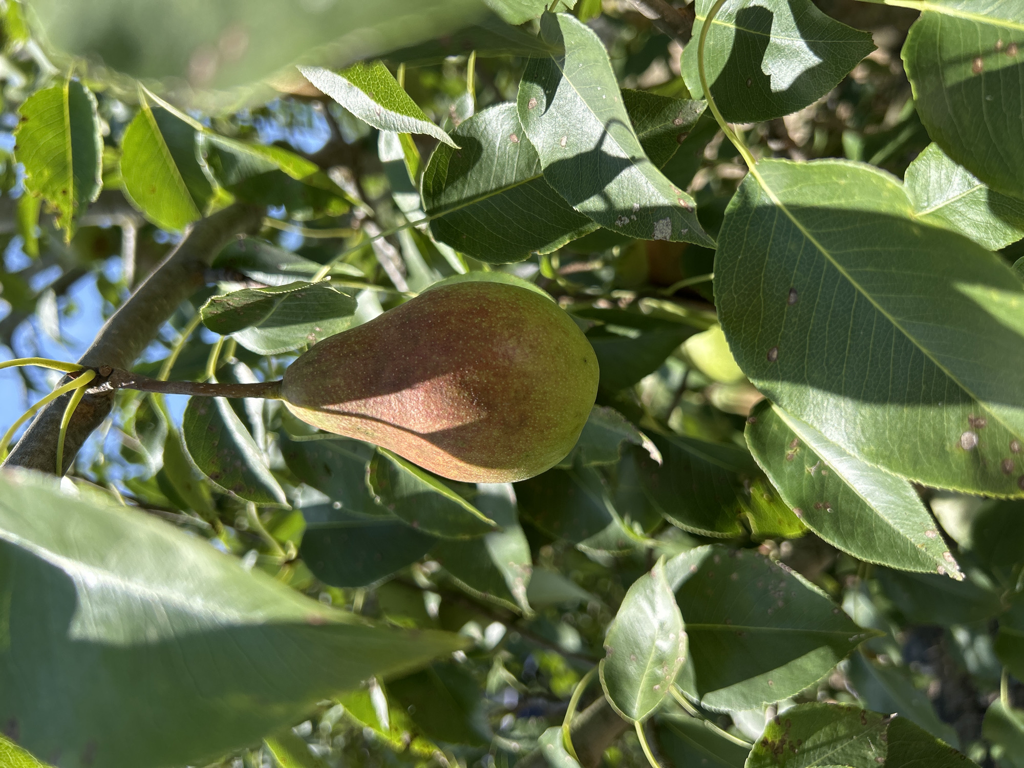 A single, ripe pear hangs from a tree branch, surrounded by vibrant green leaves. The pear is partially shaded, with a reddish-brown blush appearing on its upper surface, transitioning to a pale green at its base. Sunlight filters through the foliage, casting dappled shadows on the leaves and the pear itself. The background consists of more leaves and the clear blue sky, suggesting an outdoor setting on a bright day. The image was captured in the city of Zaboizkiy, Russia.