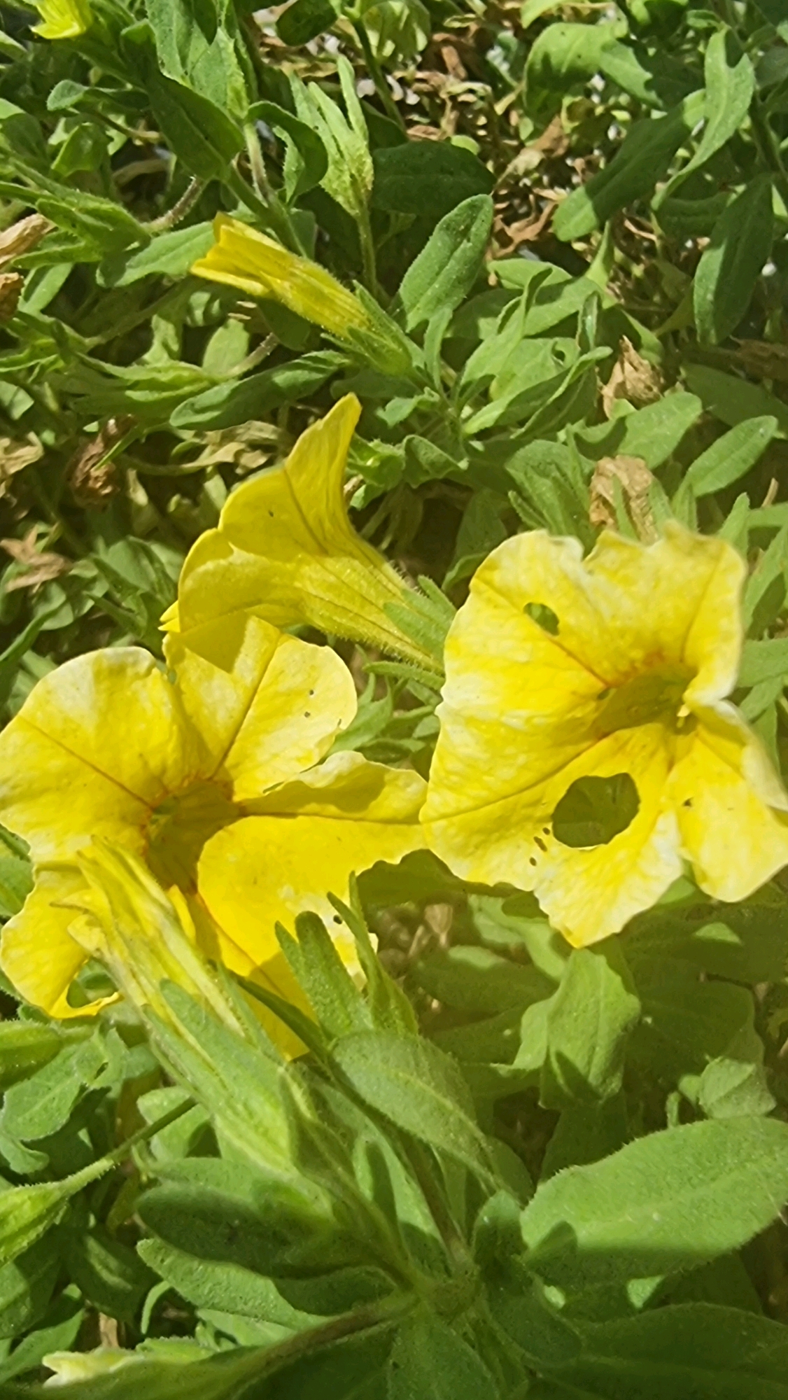 The image shows a close-up view of bright yellow petunia flowers with green foliage. Some of the petals have small holes, possibly from insects. The scene appears to be an outdoor garden, likely in a residential area or park. The lighting suggests it is daytime, with sunlight filtering through the leaves, creating shadows. No people or animals are visible. The location is specified as Olot, Spain.