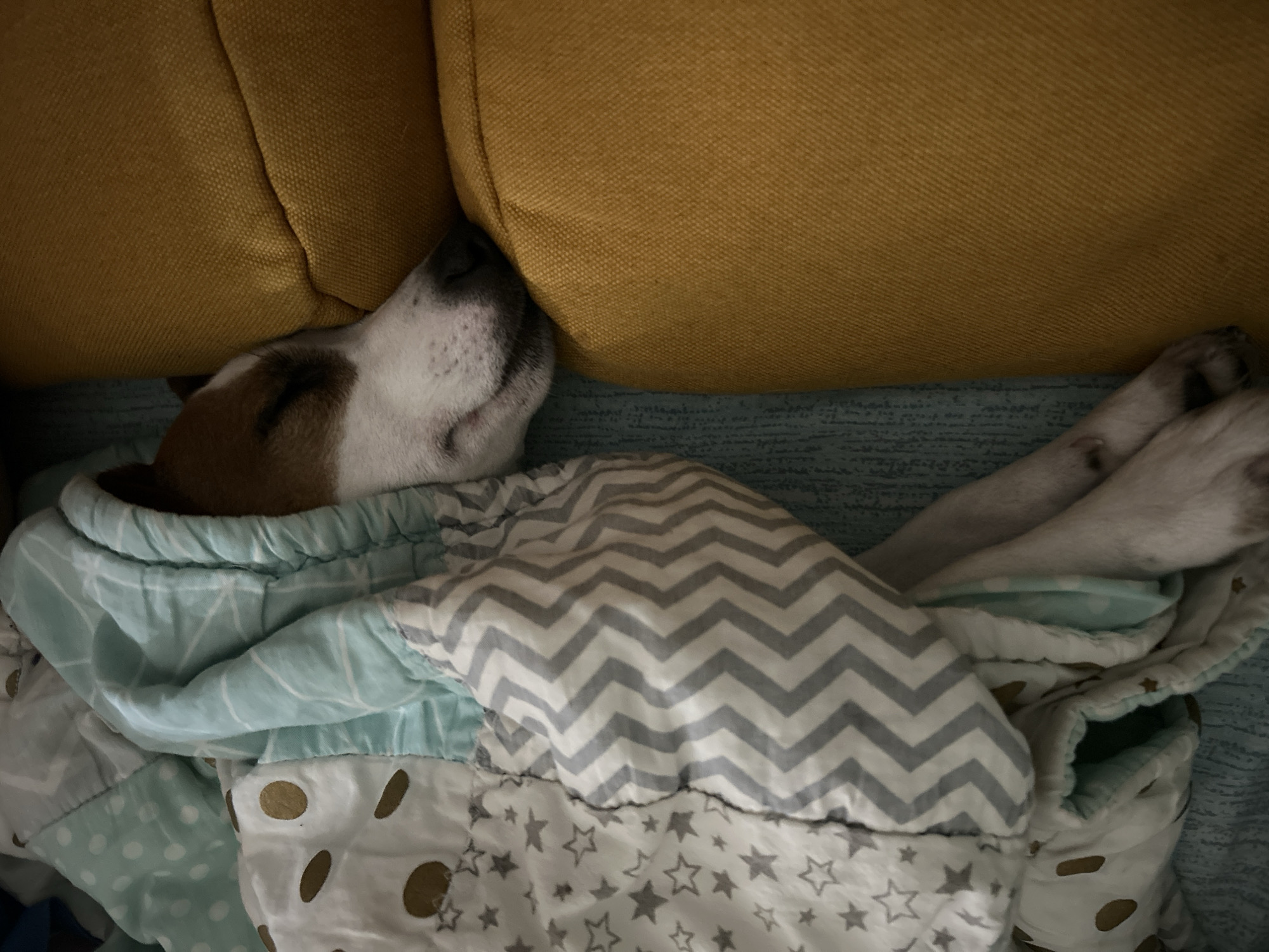 A dog is asleep, tucked in with a light-blue, grey, and white patterned blanket. The dog's head rests against a yellow cushion. The location is likely indoors. The city of Chaikovsky, Russia is not discernible from the provided visual information.