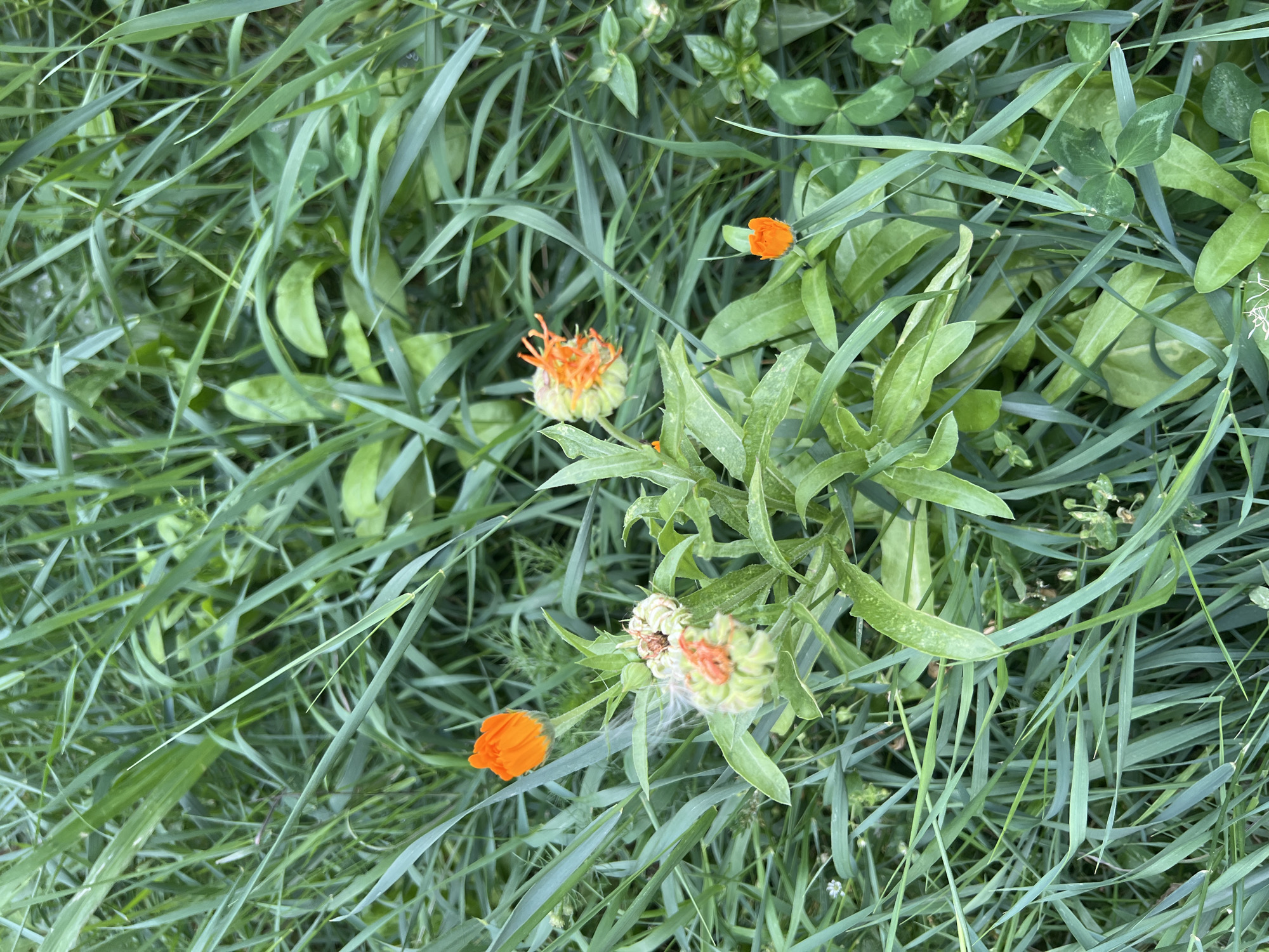 In a patch of dense green grass, several bright orange flowers are visible, some fully bloomed and others in bud. One prominent orange flower, a calendula, stands tall, its petals tightly furled. Below it, a cluster of buds are in various stages of development, with some showing hints of orange petals emerging. A few delicate white wisps of plant material float around the buds. Scattered among the grass are other smaller green leaves and clover. The scene is outdoors and appears to be in a natural setting.
