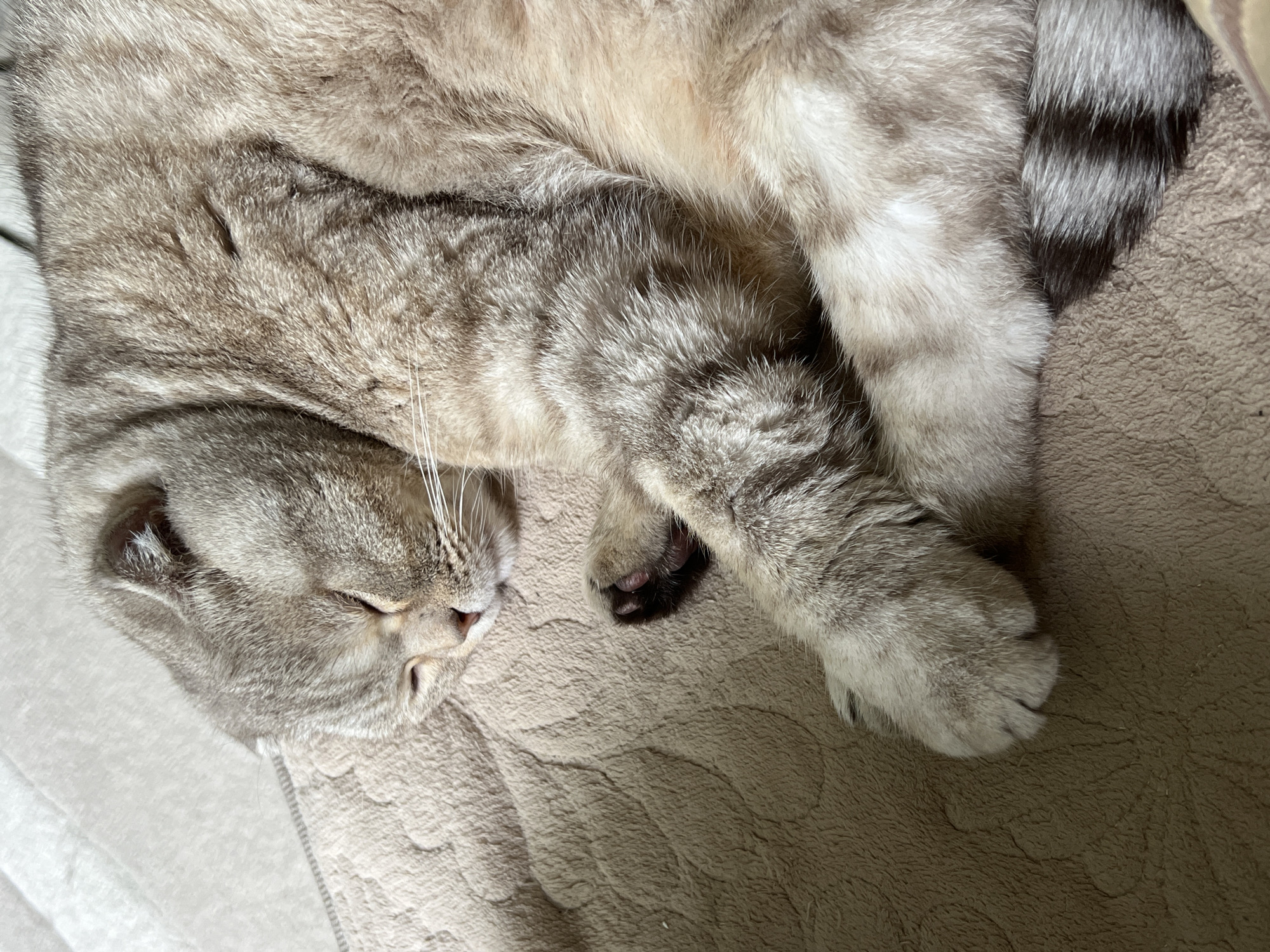 An overhead shot captures a tabby cat peacefully sleeping on a soft, light brown blanket or bed. The cat is curled on its side, facing towards the lower left of the frame, with its eyes gently closed in slumber. Its fur is a mix of light grey and white with darker grey tabby stripes and markings, particularly visible on its body and a distinctively banded tail in the upper right corner.
One paw is tucked beneath its head, while another paw is slightly exposed, revealing tiny black paw pads (toe beans) against the light fur. Its white whiskers are clearly visible against its closed eye. The textured blanket beneath the cat has a subtle, swirled pattern, adding to the cozy atmosphere. The lighting is soft and natural, suggesting it is daytime. The cat appears to be in a deep state of relaxation, conveying a sense of calm and comfort. There is no visible text in the image. The scene is set indoors, likely within a home in Chaikovsky, Russia.