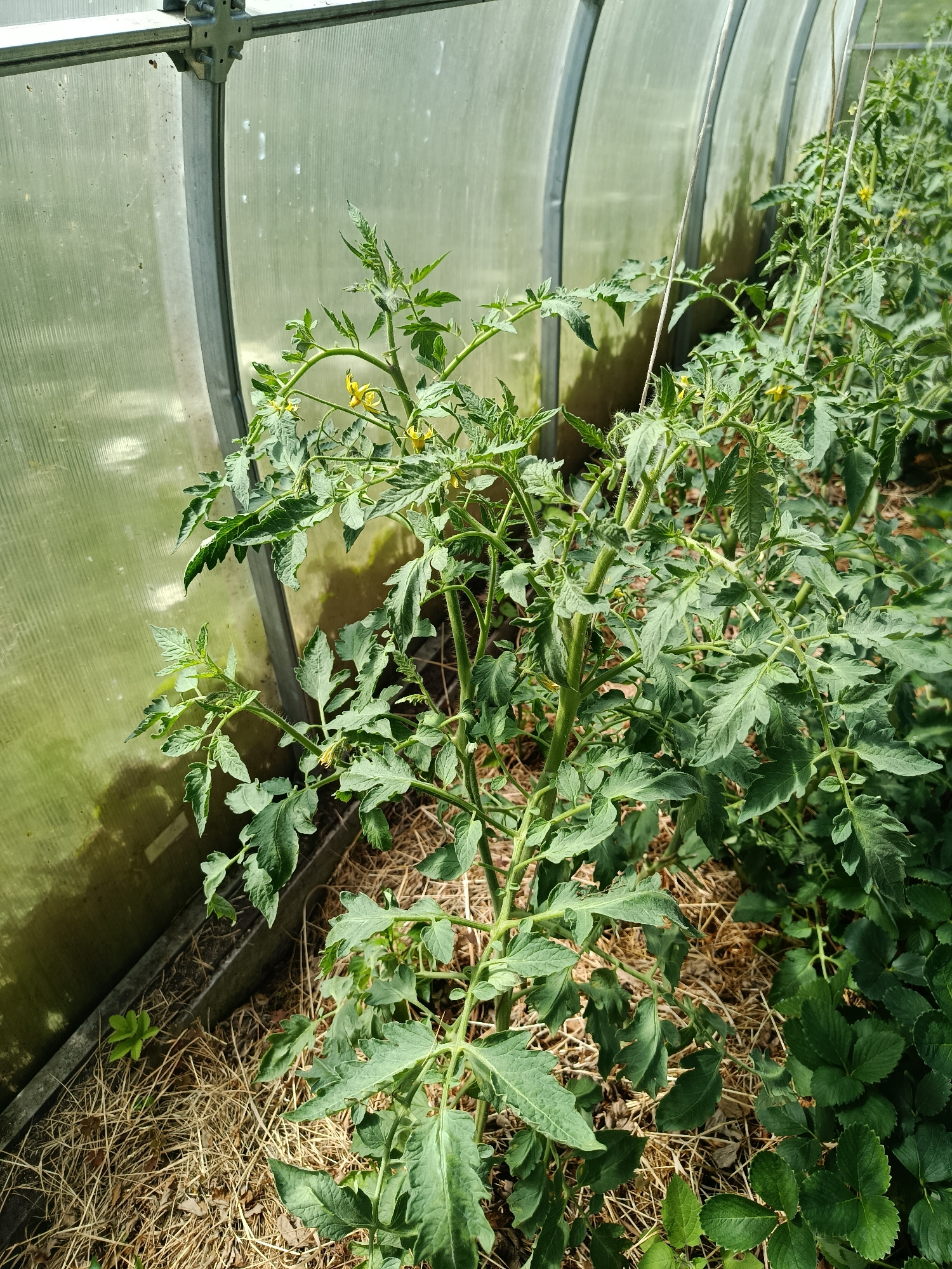 A tomato plant is growing inside a greenhouse. The greenhouse has a metal frame and translucent panels. The ground inside the greenhouse is covered with straw and there are also some strawberry plants visible. The image appears to be taken in the city of Vereya, Russia.