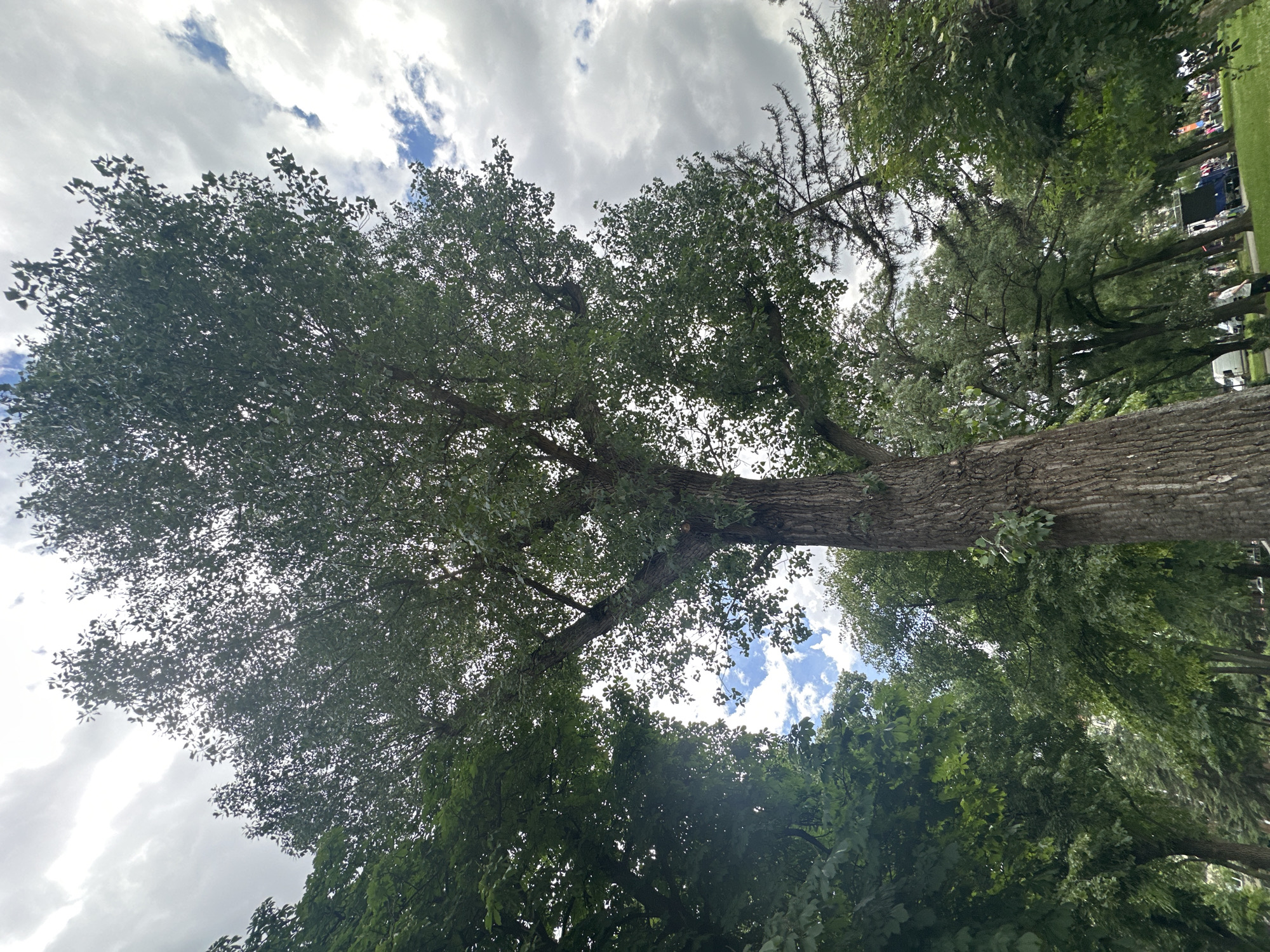 The image depicts a dense canopy of trees, primarily a large, mature tree with textured bark dominating the foreground. The perspective is upward, looking towards a cloudy sky with patches of blue visible. Surrounding the central tree are other trees with lush green foliage. In the background, faint outlines of buildings and distant people engaged in activities suggest a park or public space. The environment appears to be a well-established green area within an urban setting. The scene is consistent with a park in Sofia, Bulgaria, given the presence of mature trees and public gathering areas commonly found in such locations in the city.